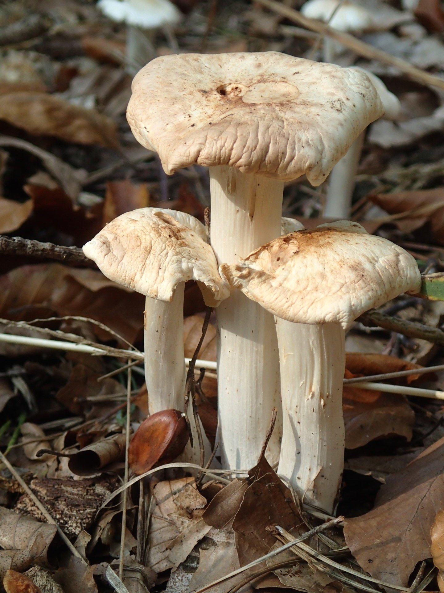 rhodocollybia_maculata1mdmd