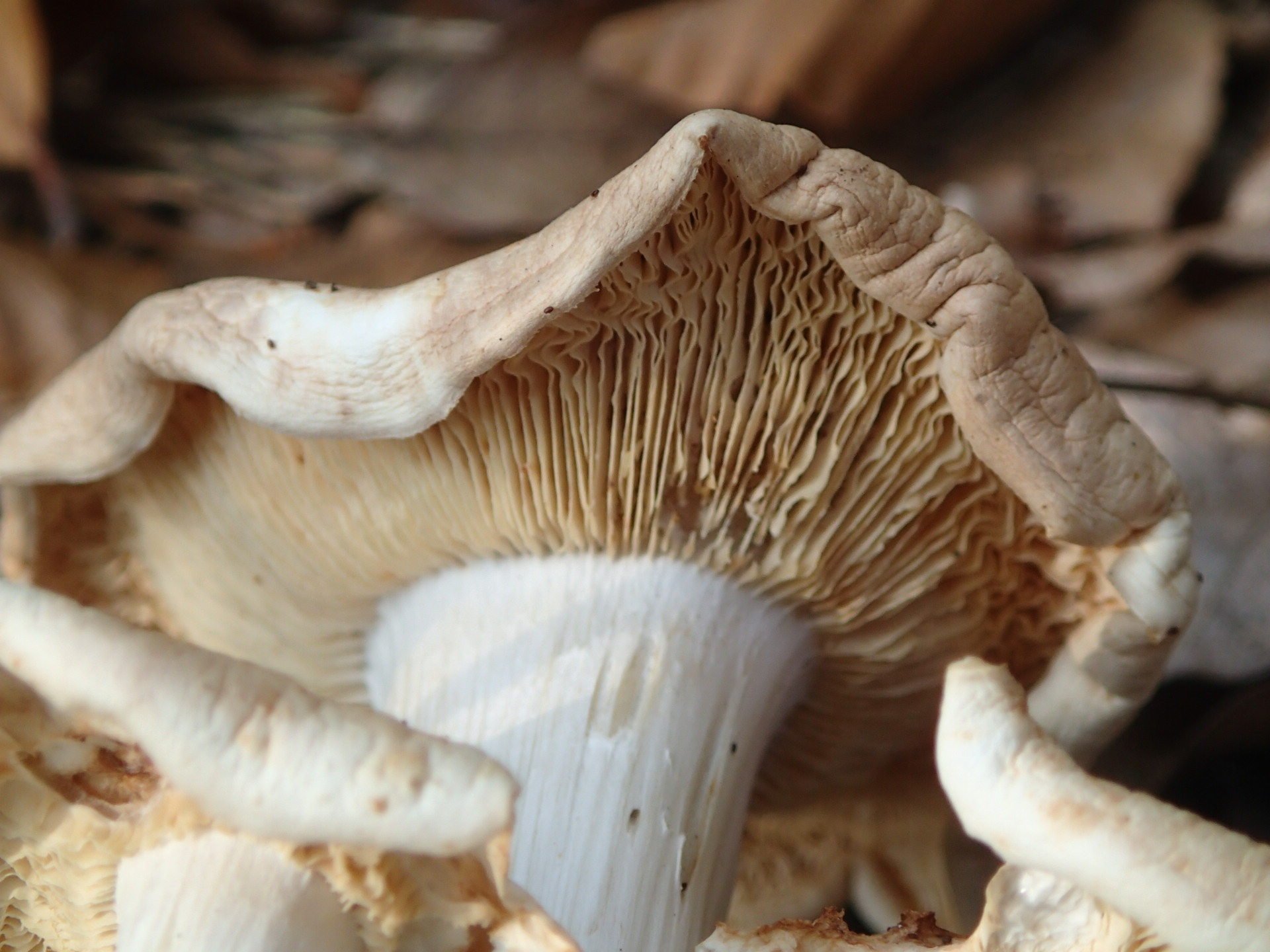 rhodocollybia_maculata2md