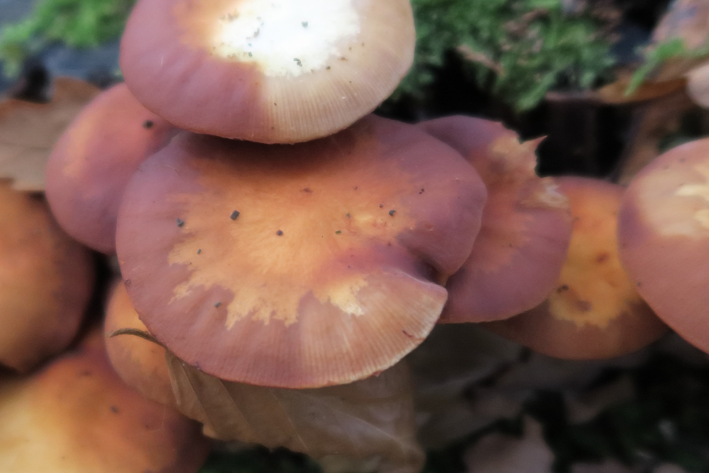 Afficher le média kuehneromyces_mutabilis5md kuehneromyces_mutabilis5md