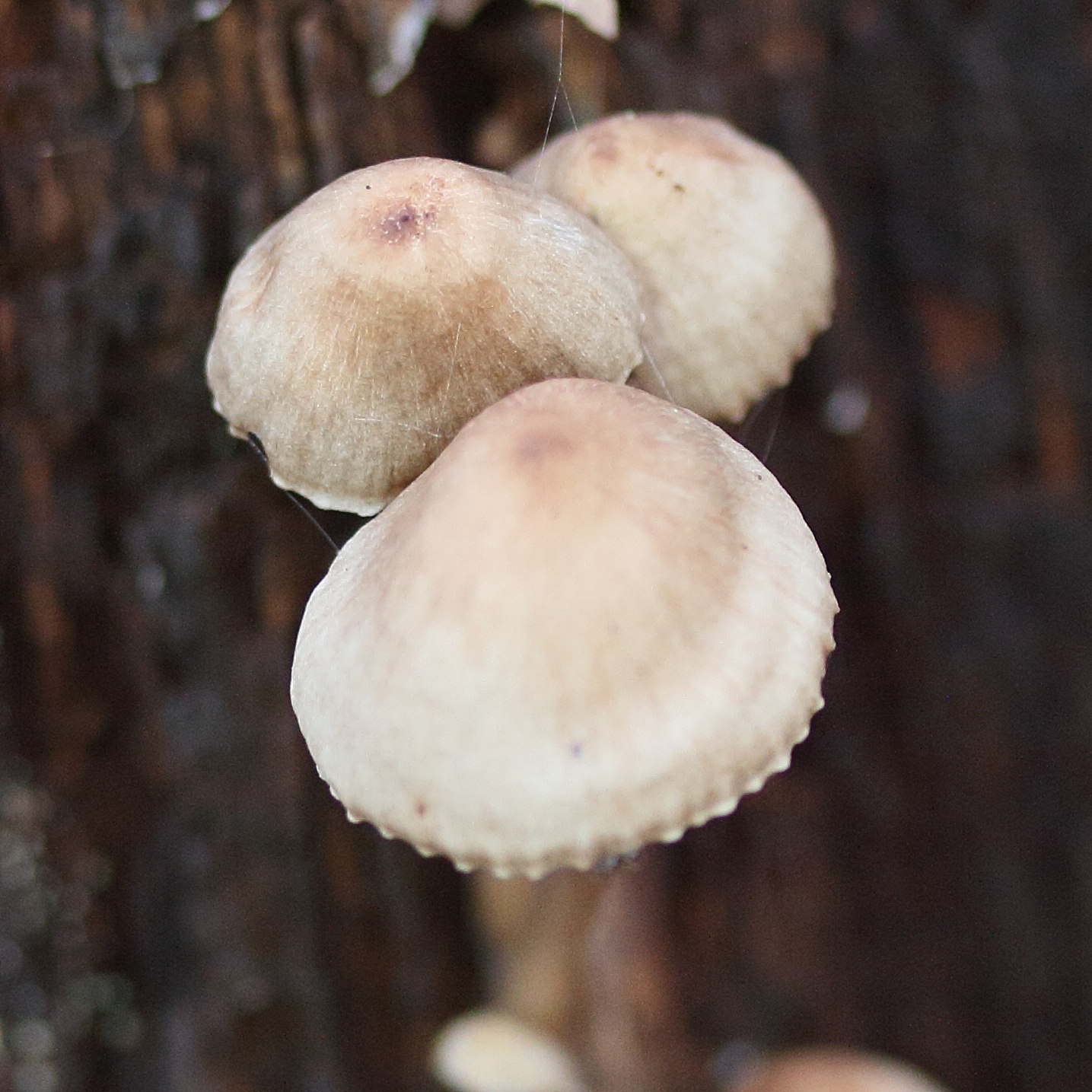 mycena_galericulata3md