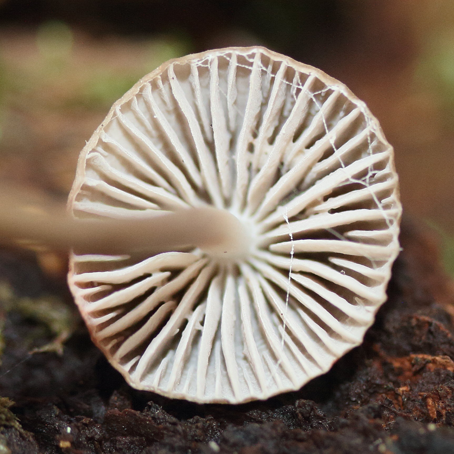 mycena_galericulata4md