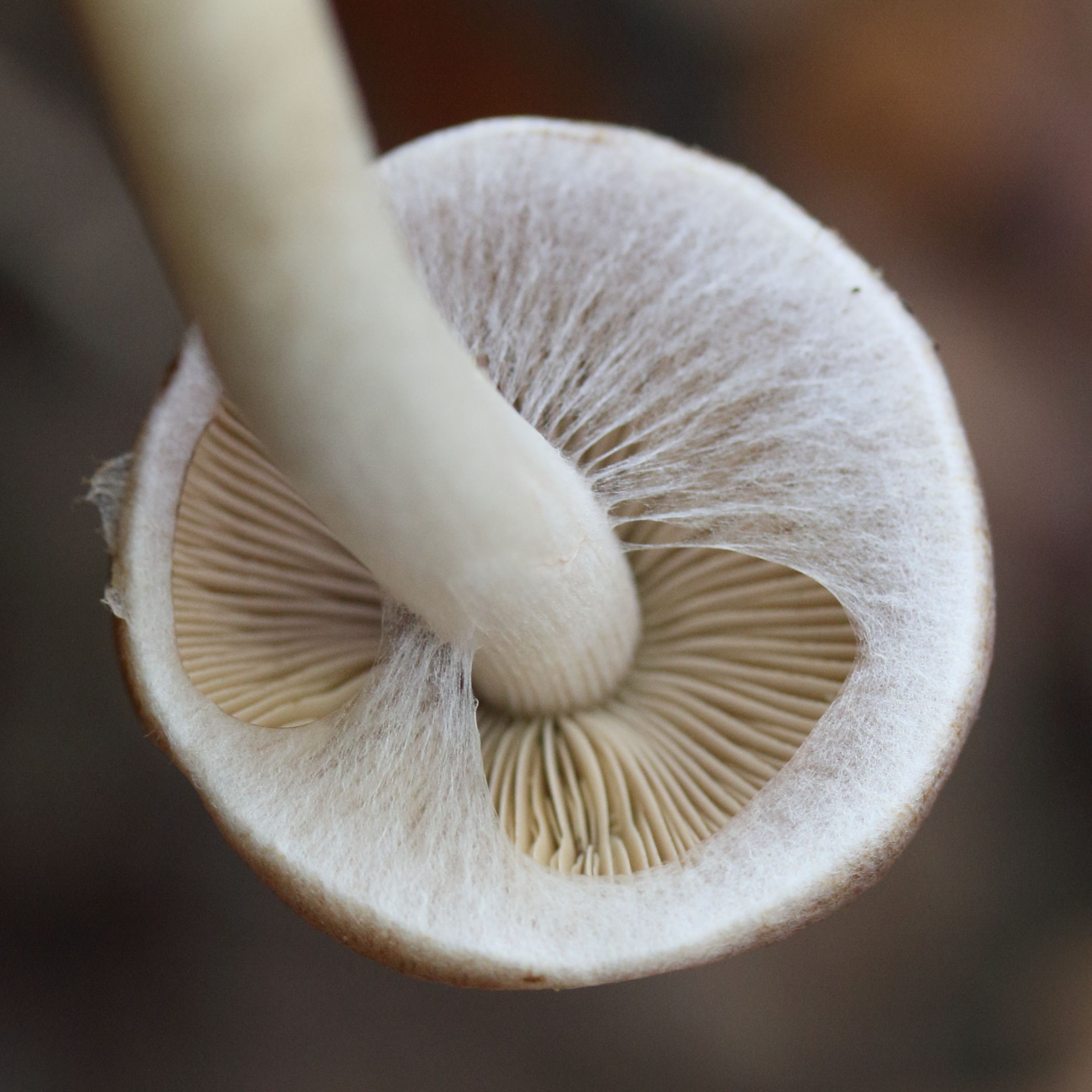 Afficher le média psathyrella_piluliformis2md psathyrella_piluliformis2md