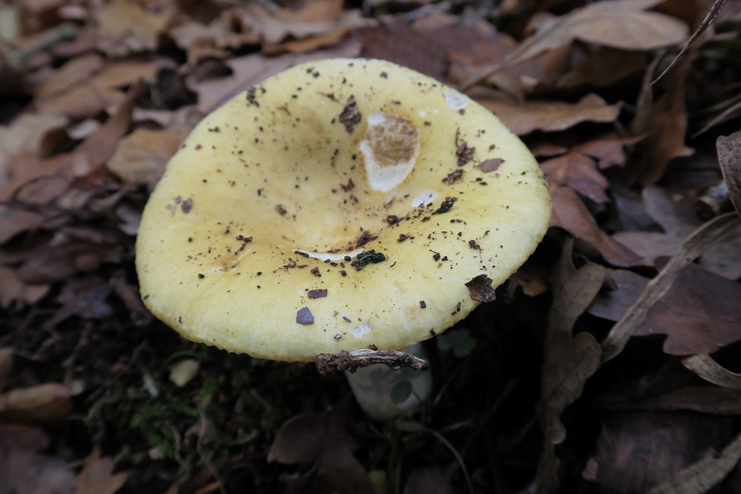 Afficher le média russula_ochroleuca5md russula_ochroleuca5md