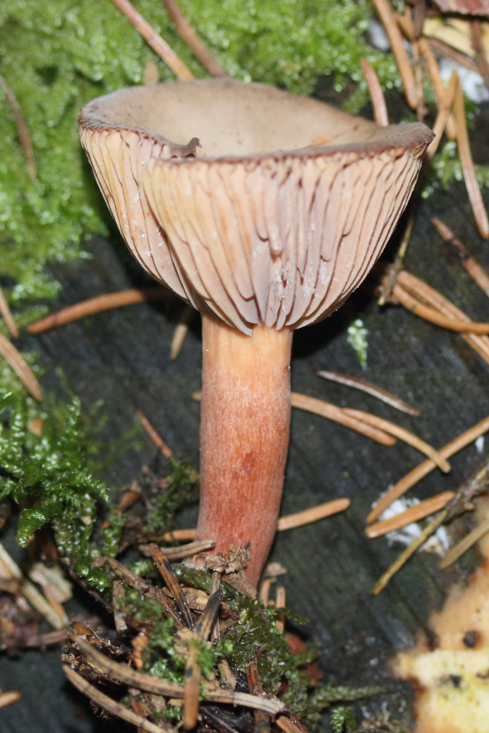 Afficher le média lactarius_hepaticus1md lactarius_hepaticus1md