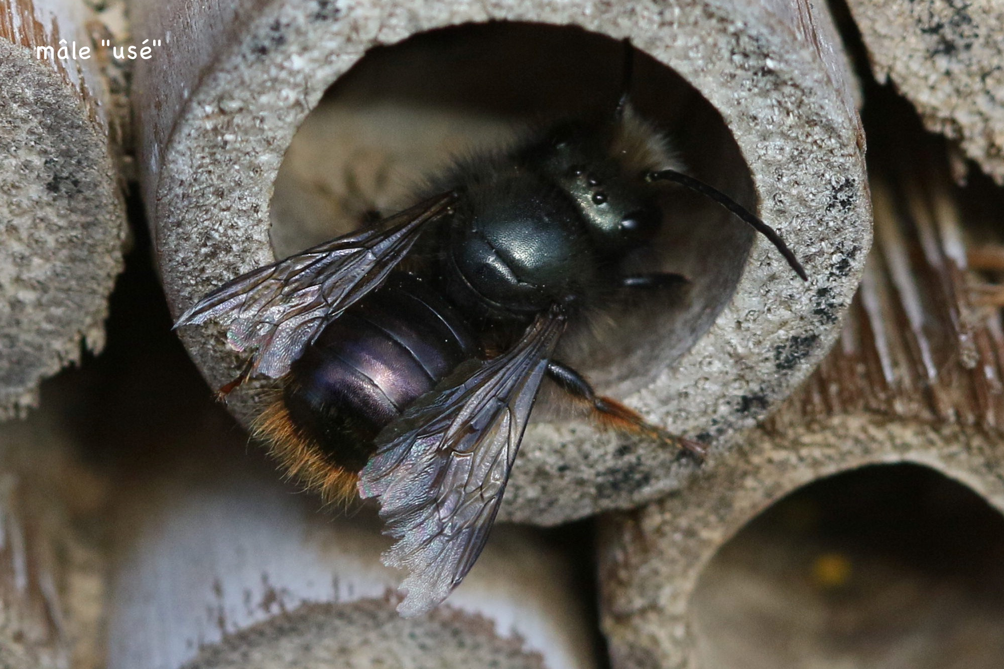 osmia_cornuta10md