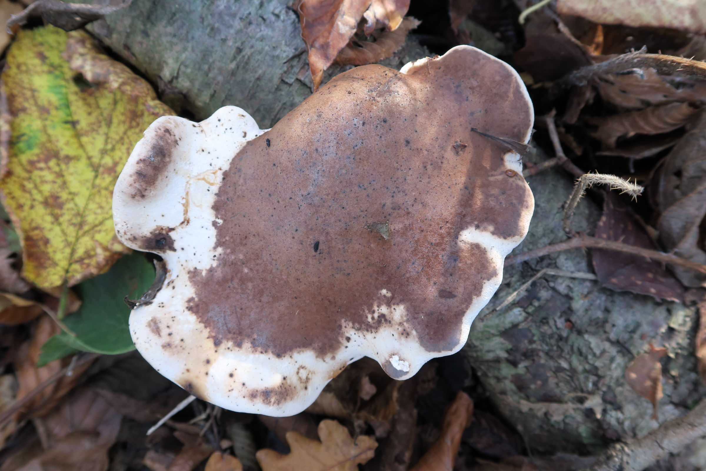 Afficher le média piptoporus_betulinu5md piptoporus_betulinu5md