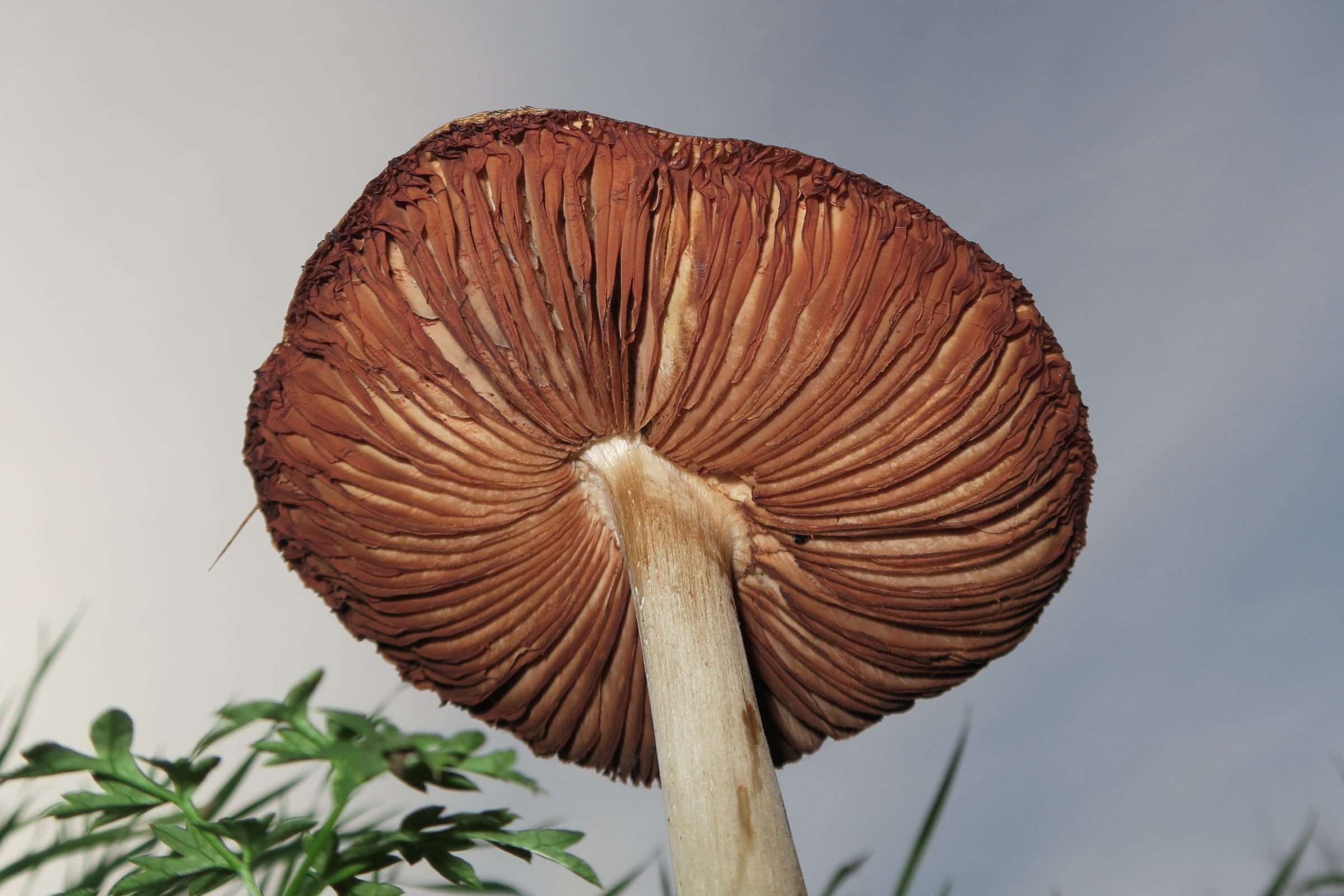 Afficher le média volvopluteus_gloiocephalus4md volvopluteus_gloiocephalus4md