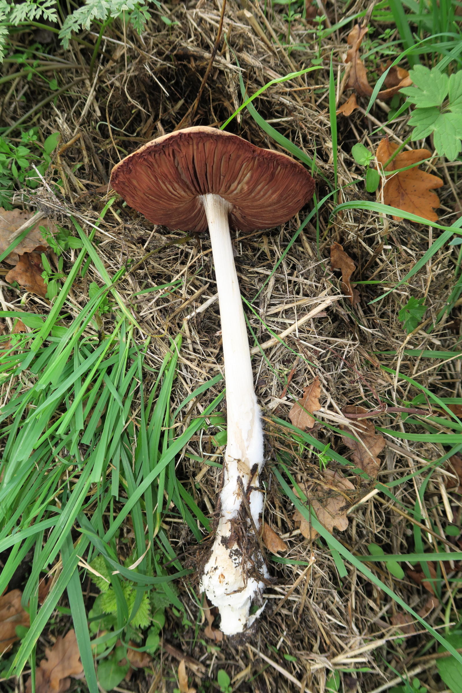 Afficher le média volvopluteus_gloiocephalus5md volvopluteus_gloiocephalus5md