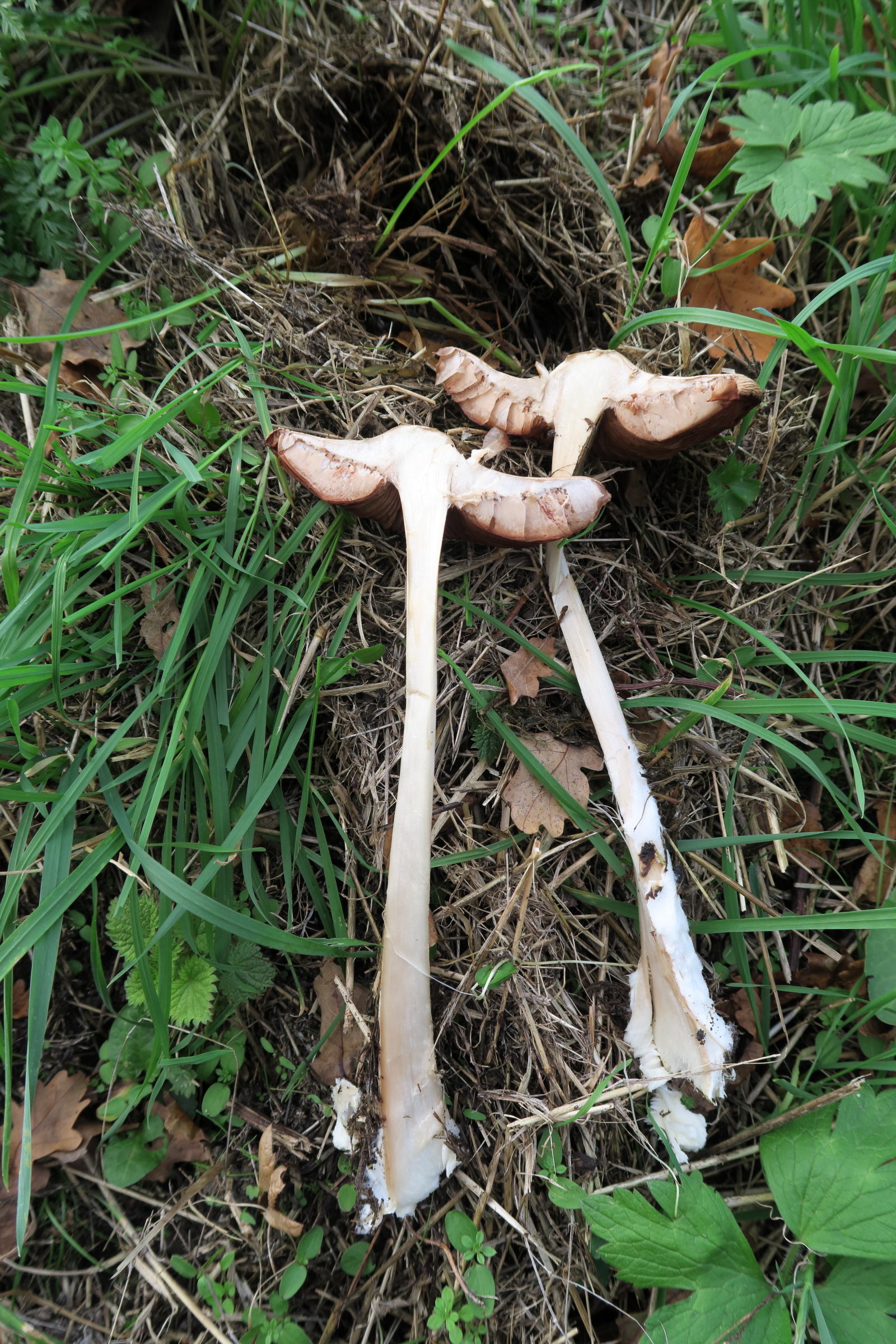 Afficher le média volvopluteus_gloiocephalus6md volvopluteus_gloiocephalus6md