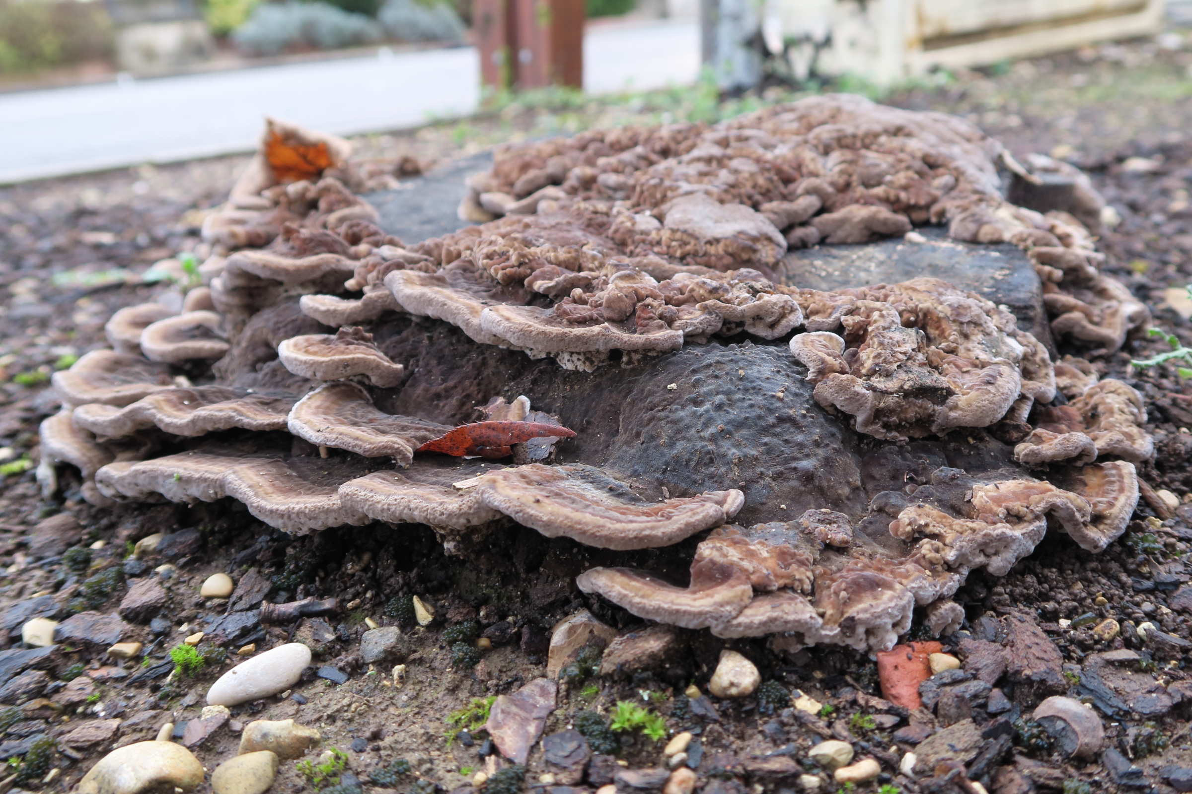 Afficher le média ganoderma_lipsiense1md ganoderma_lipsiense1md