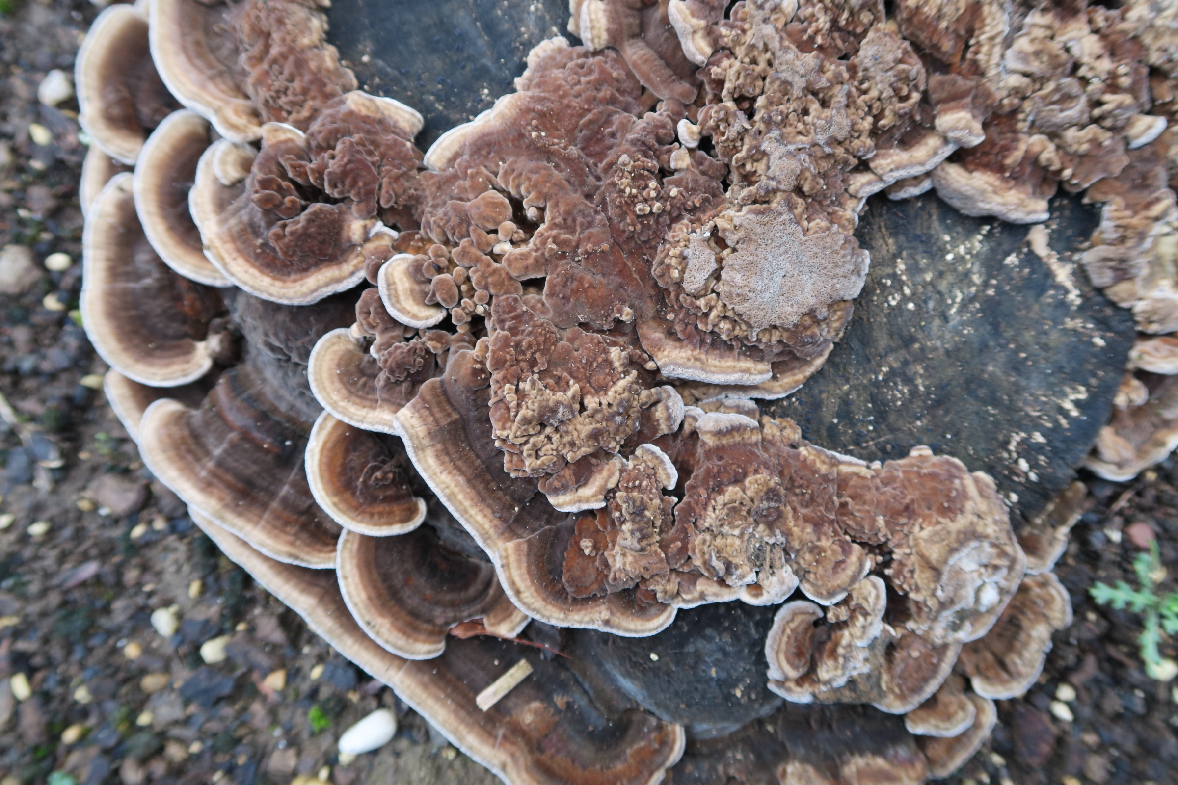 Afficher le média ganoderma_lipsiense2md ganoderma_lipsiense2md