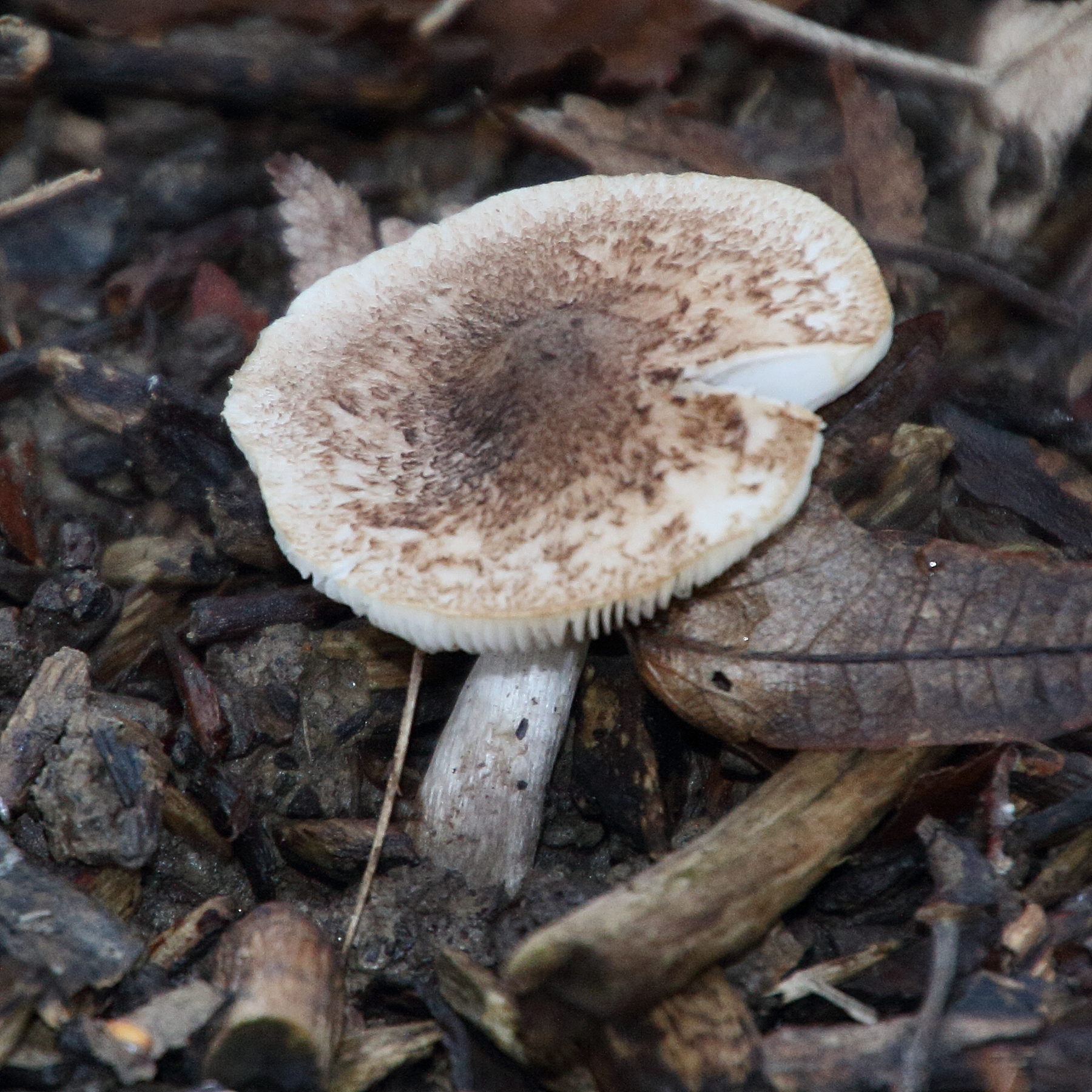 Afficher le média tricholoma-scalpturatum1md tricholoma-scalpturatum1md