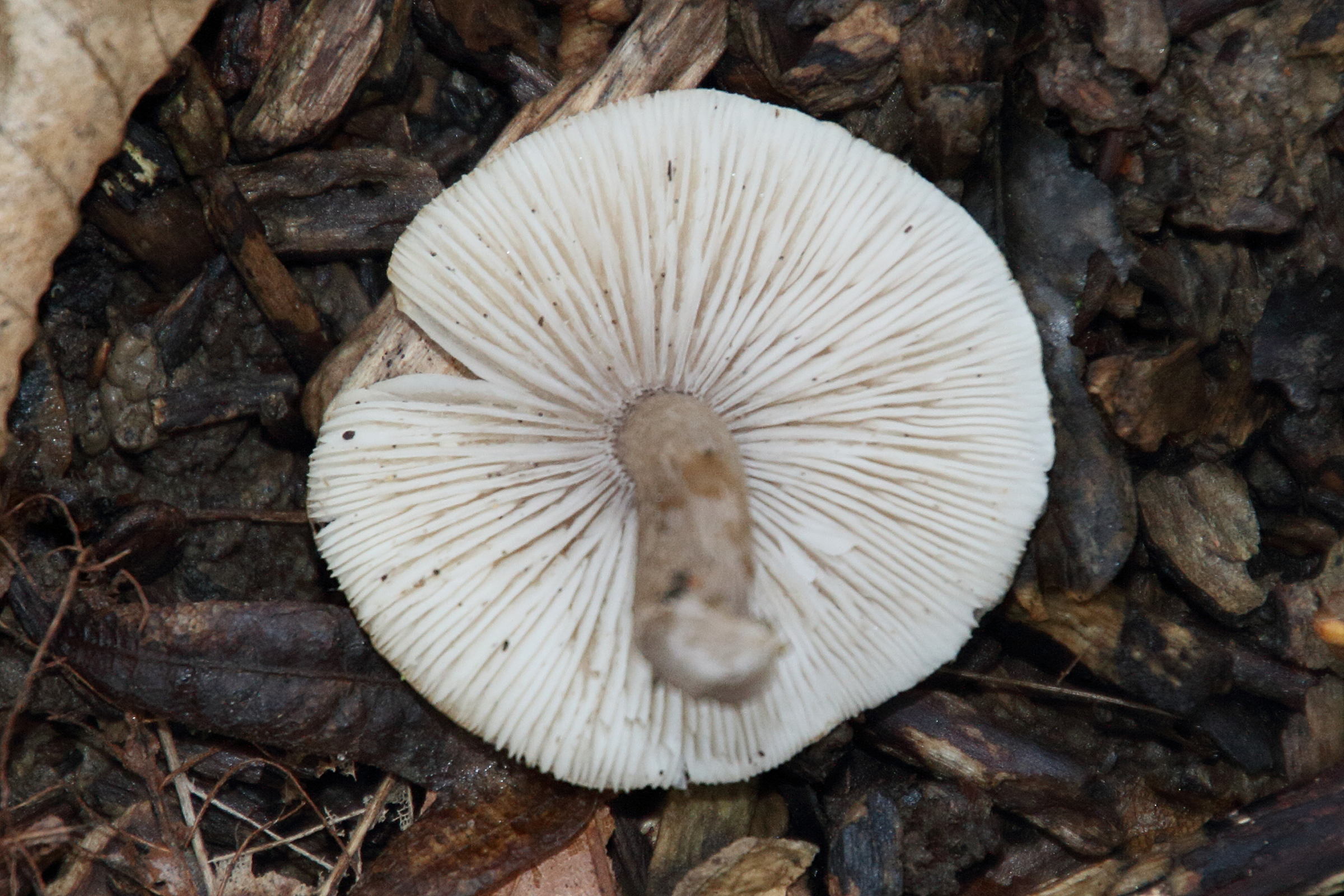Afficher le média tricholoma-scalpturatum2md tricholoma-scalpturatum2md