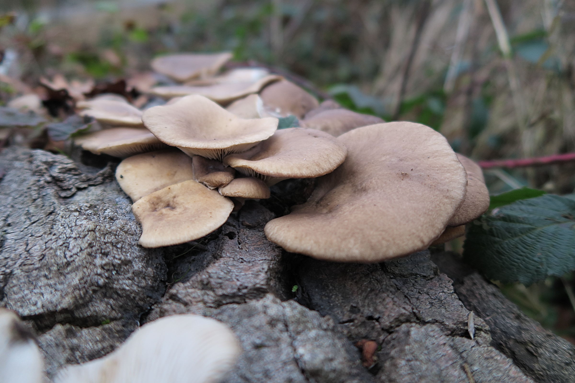 Afficher le média pleurotus_ostratus4md pleurotus_ostratus4md