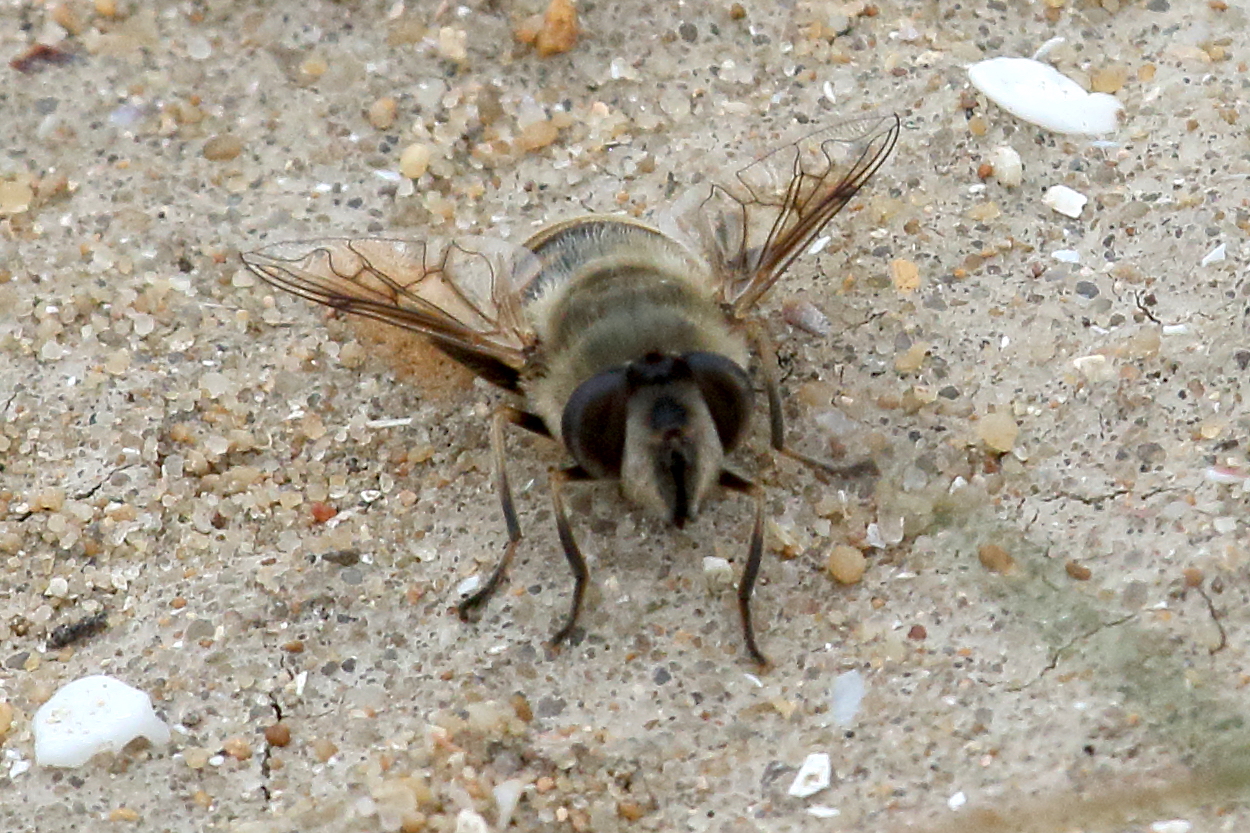 eristalis_tenax7bd