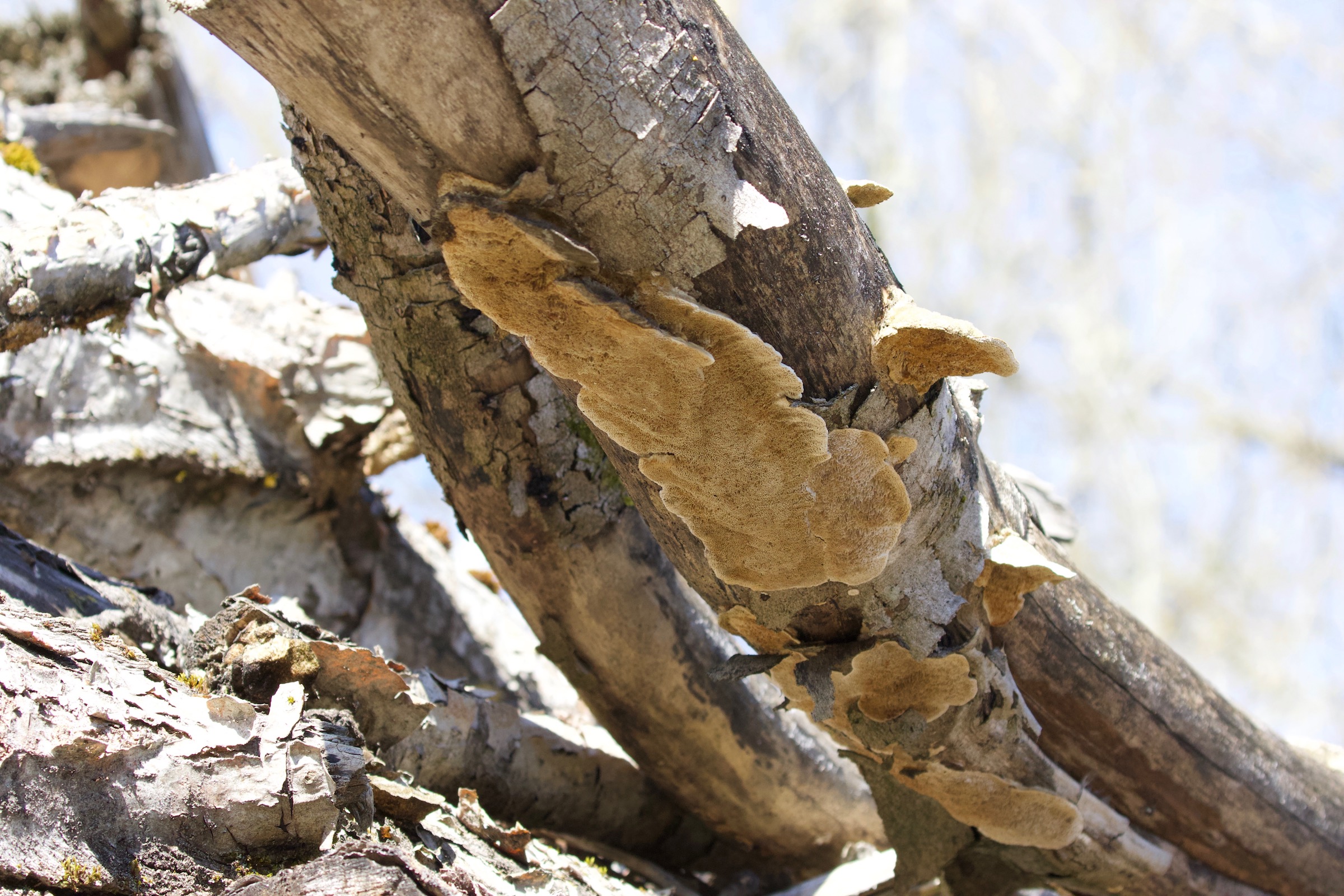 Afficher le média funalia_trogii1BD funalia_trogii1BD