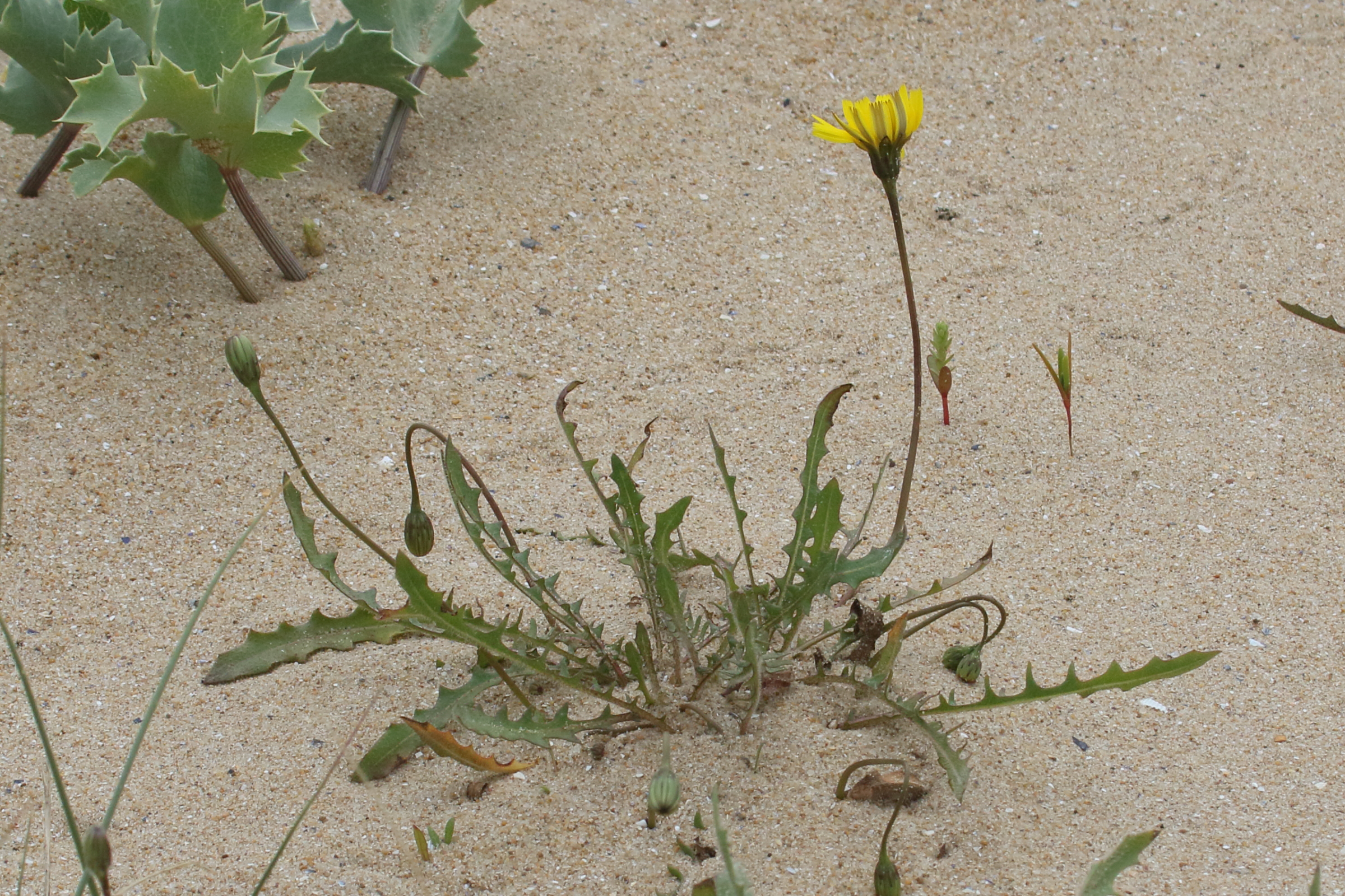 Afficher le média leontodon_saxatilis_saxatilis4bd leontodon_saxatilis_saxatilis4bd