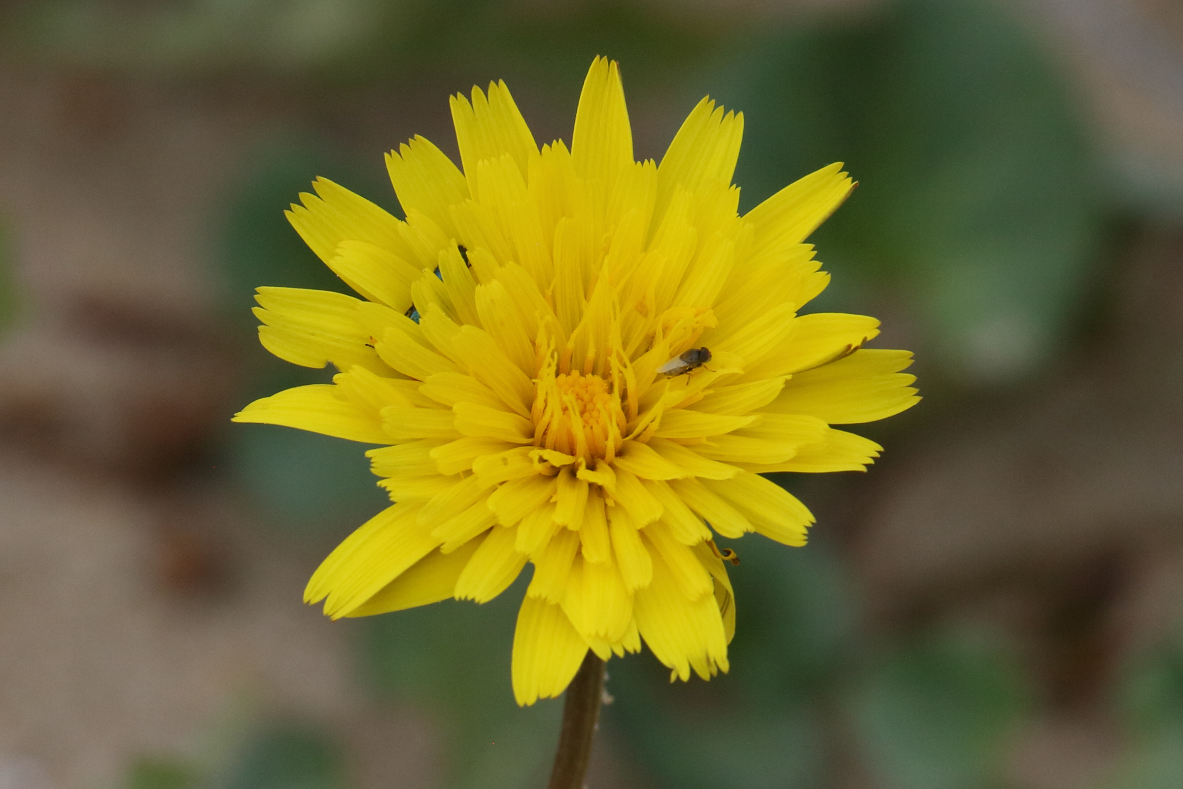 Afficher le média leontodon_saxatilis_saxatilis5bd leontodon_saxatilis_saxatilis5bd