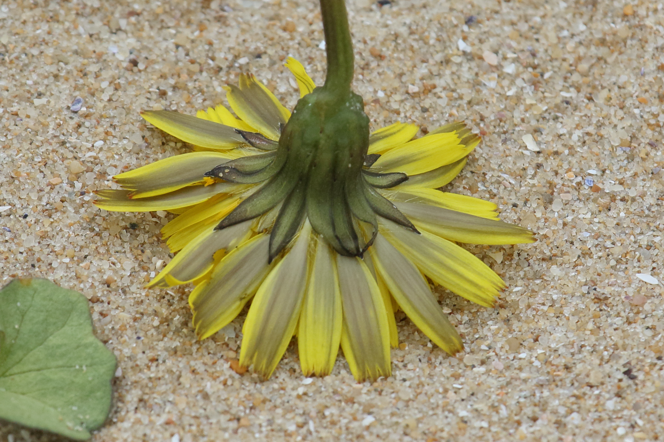 Afficher le média leontodon_saxatilis_saxatilis6bd leontodon_saxatilis_saxatilis6bd