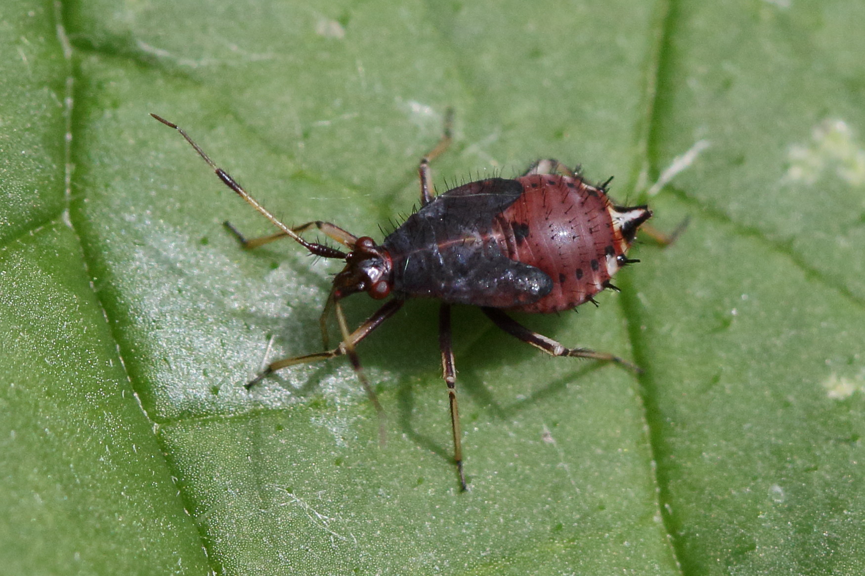 deraeocoris_ruber10md