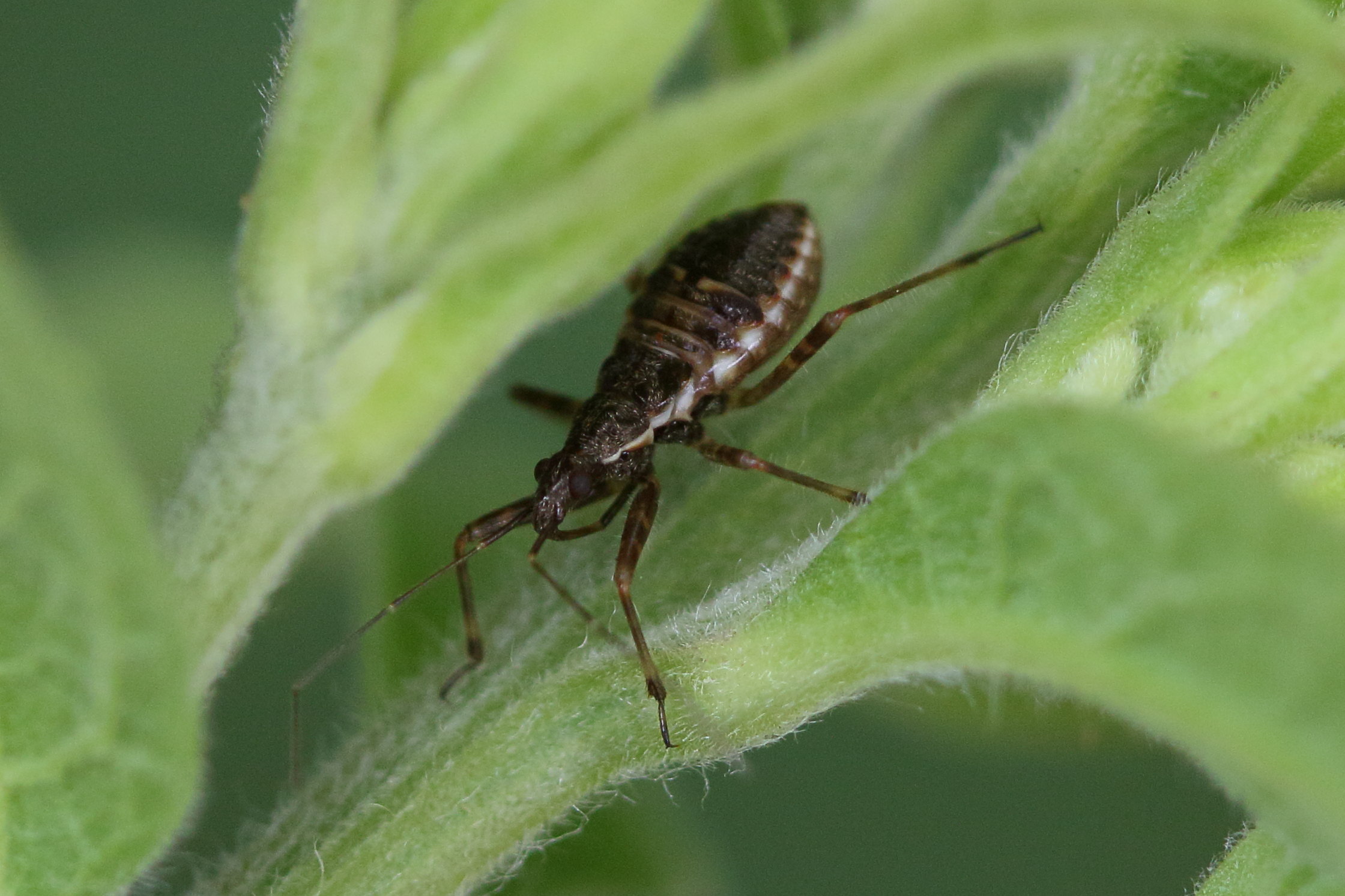 himacerus_apterus1md