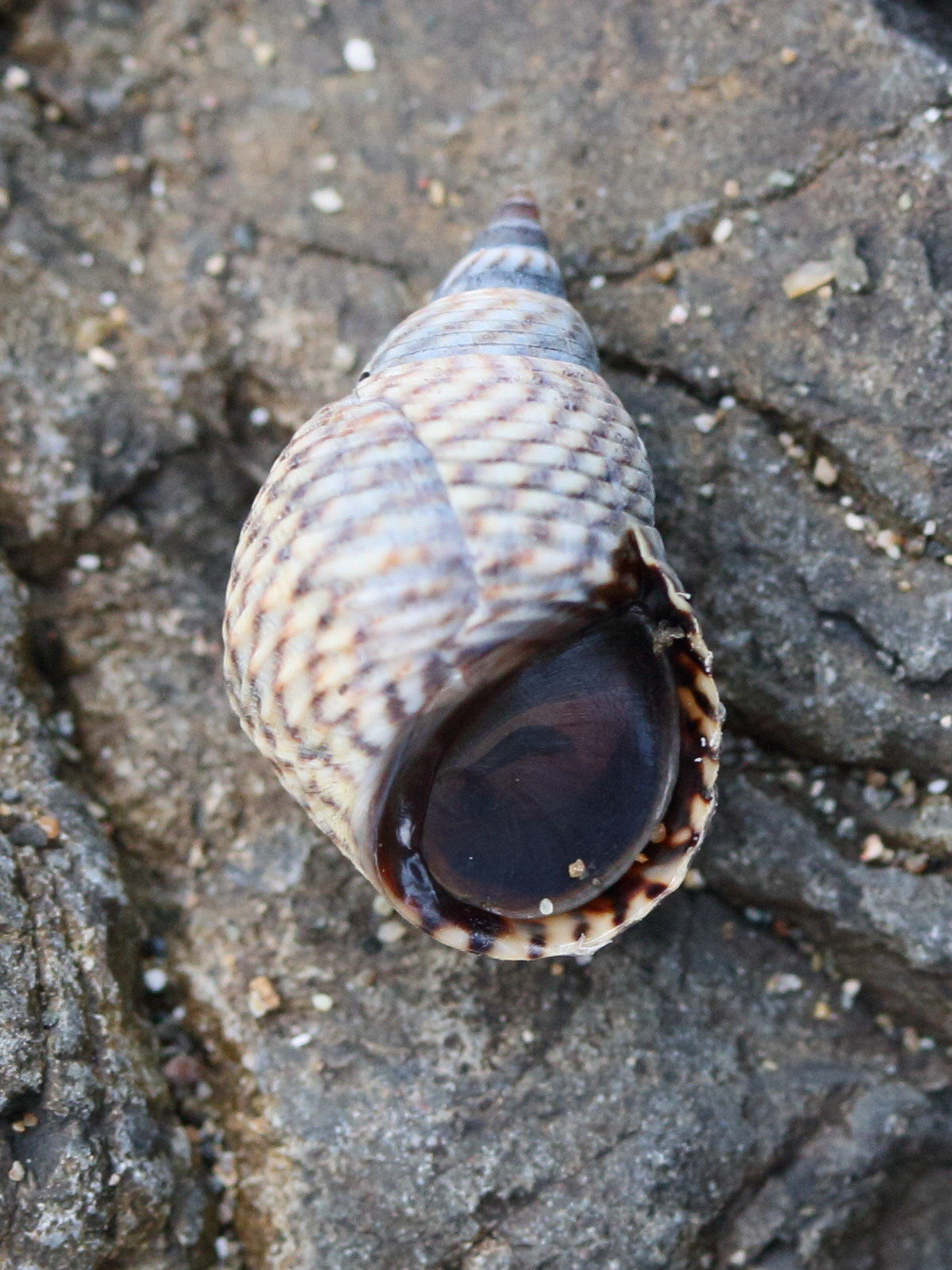 echinolittorina_aspera1md