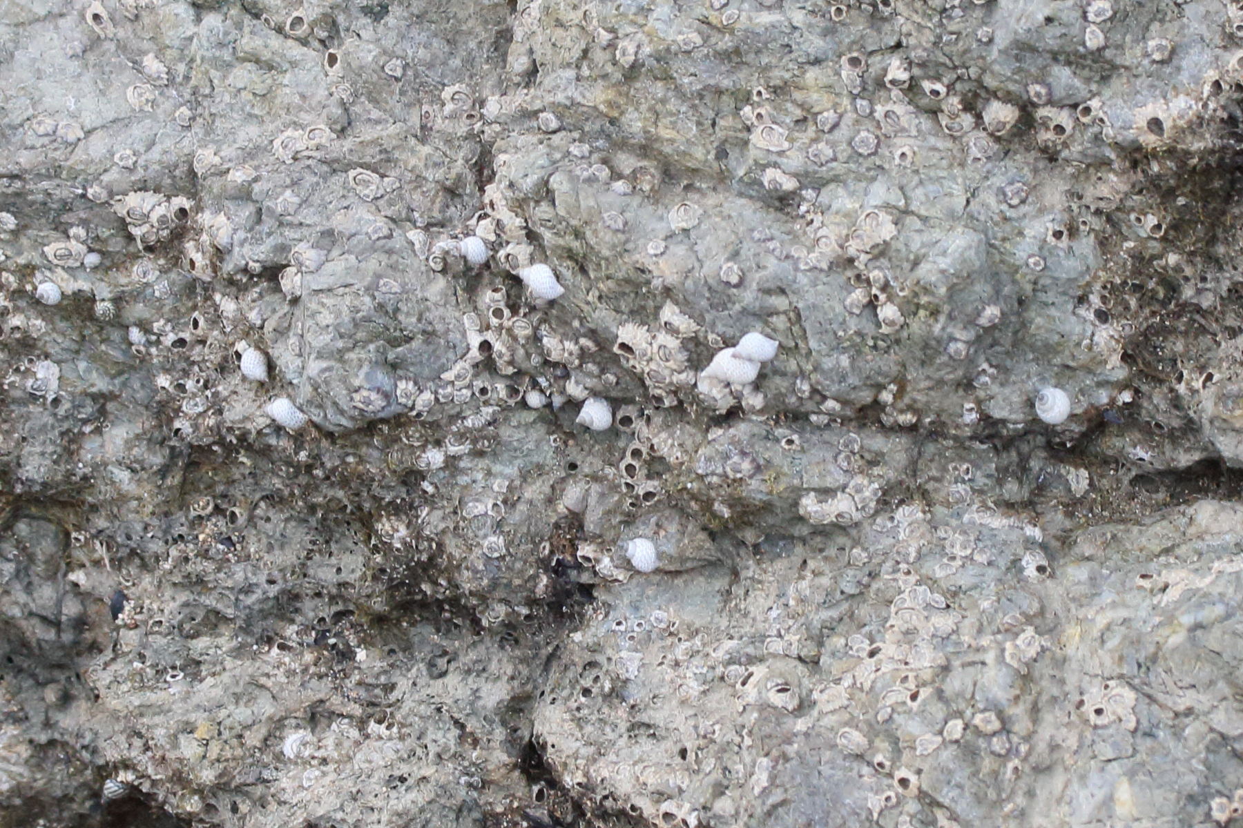 echinolittorina_aspera2md