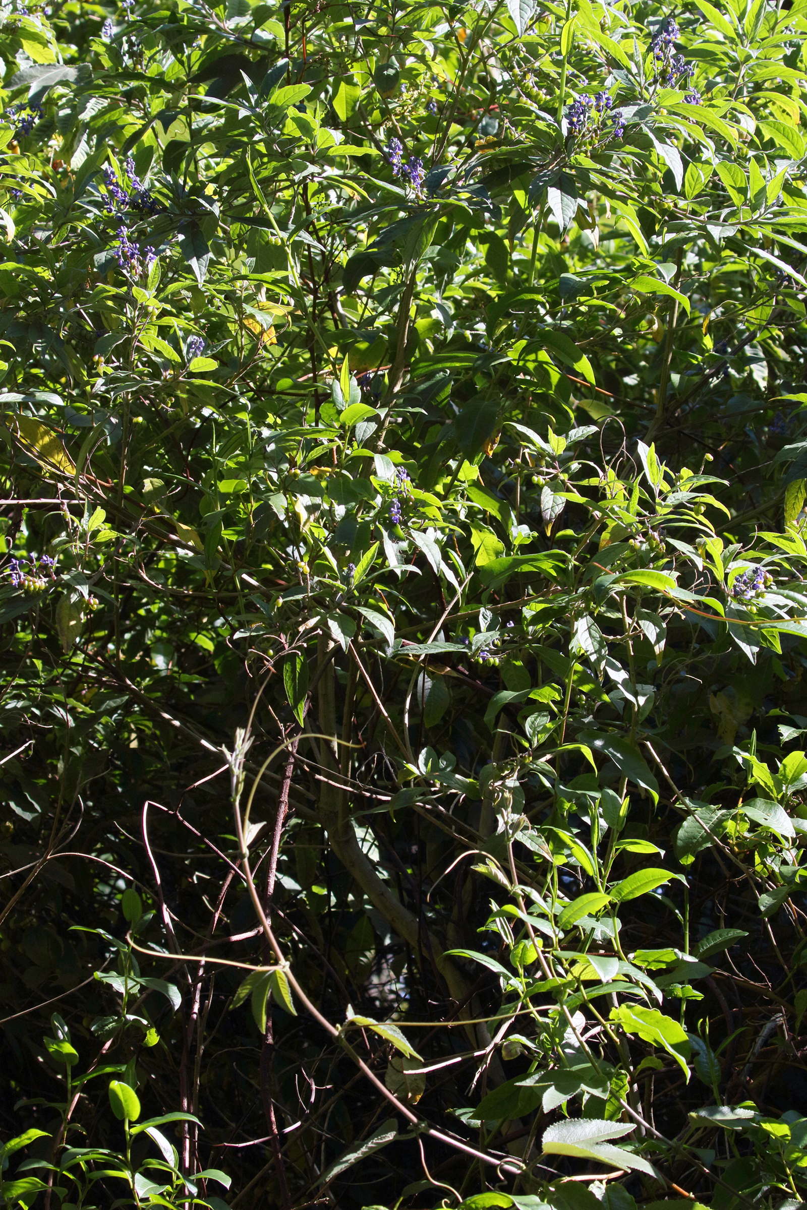 monnina_sylvatica2bd