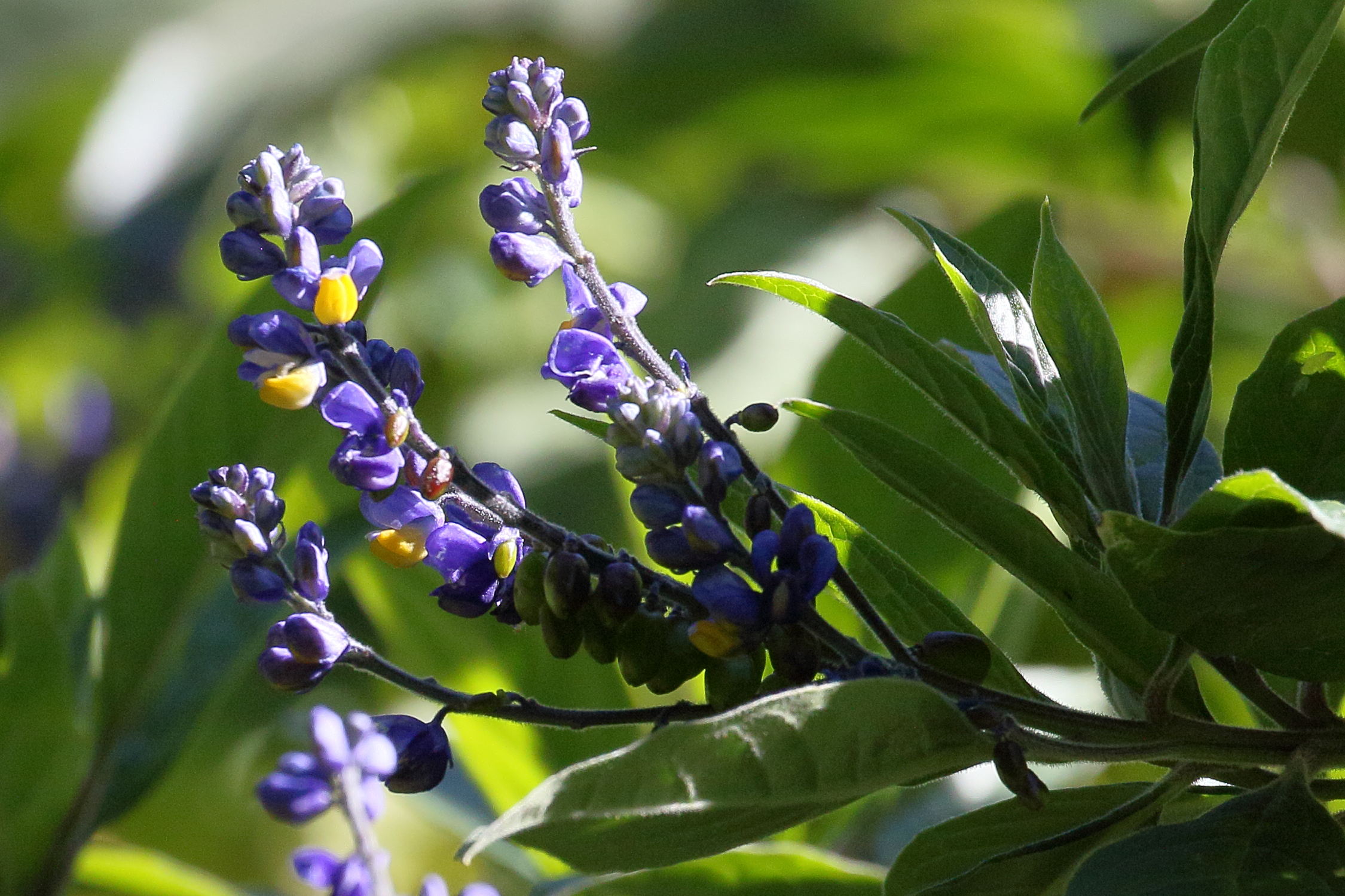 monnina_sylvatica3bd