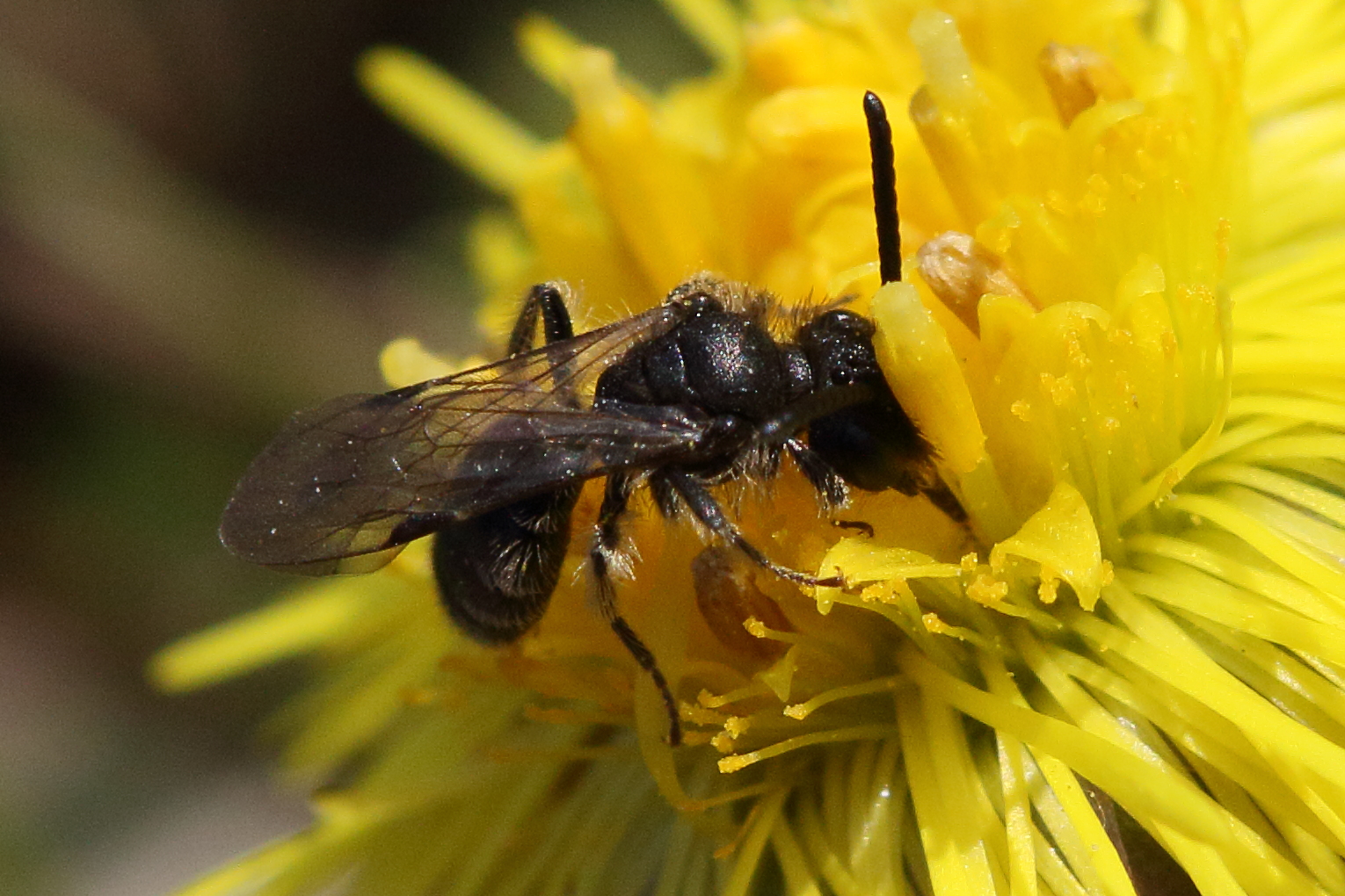 andrena_minutula_gr3md