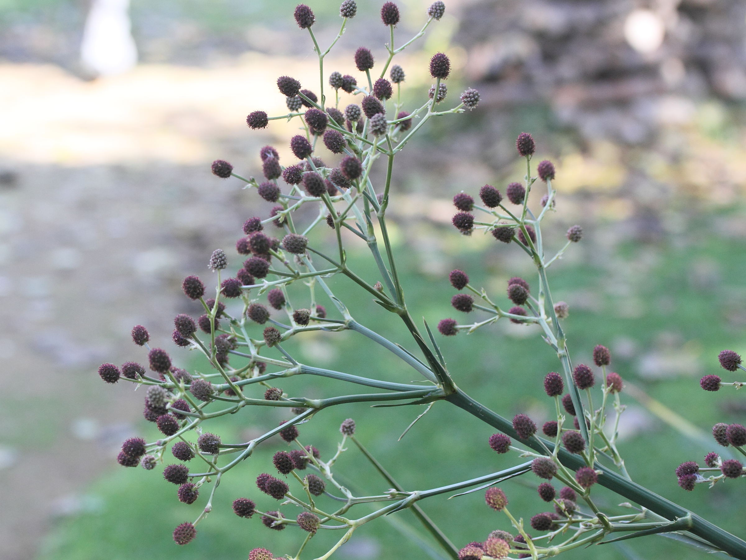 eryngium_eburneum6md