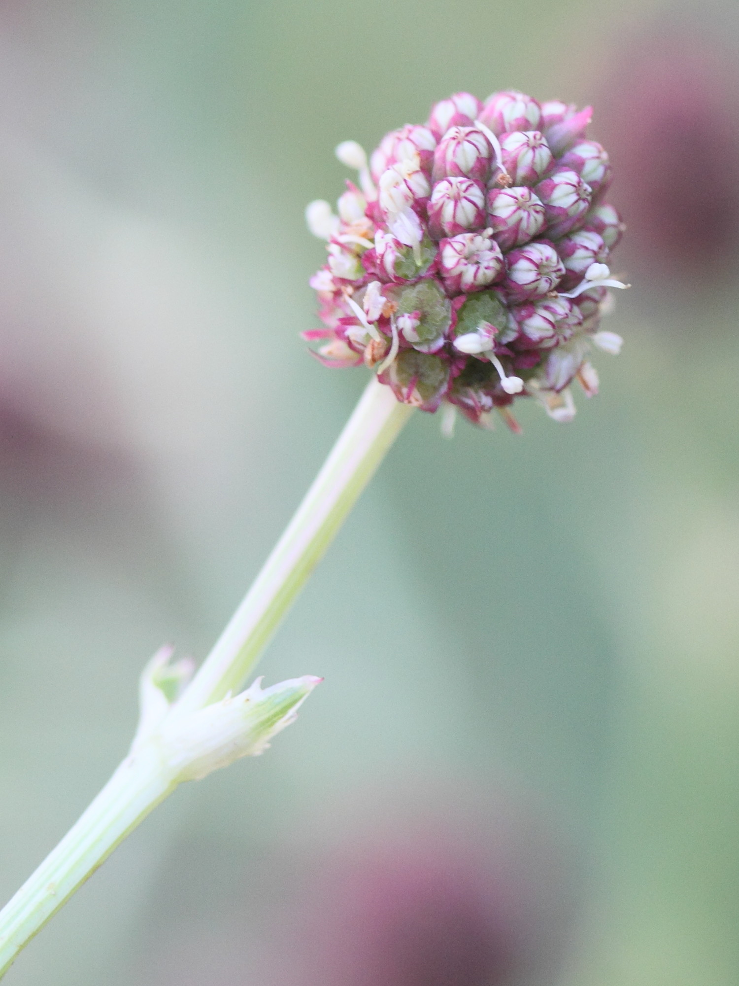 eryngium_eburneum7md