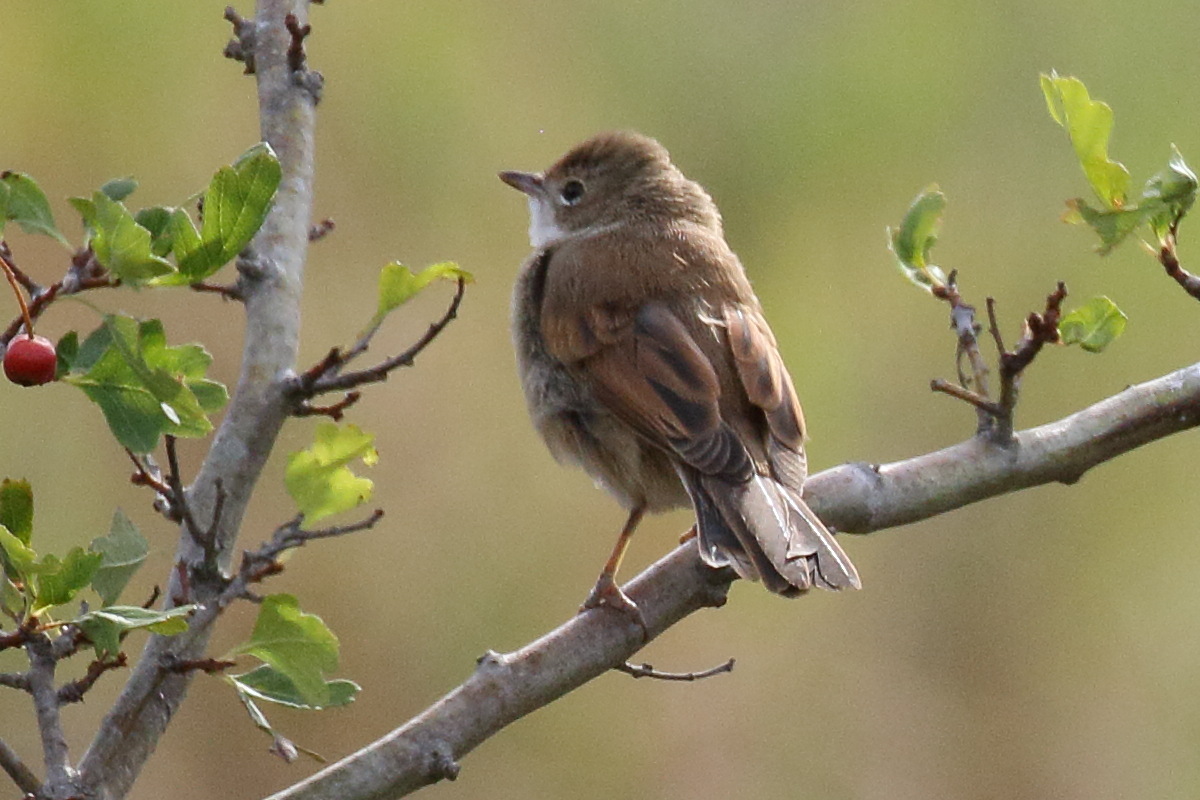 fauvette_grisette_-_sylvia_communis8bd