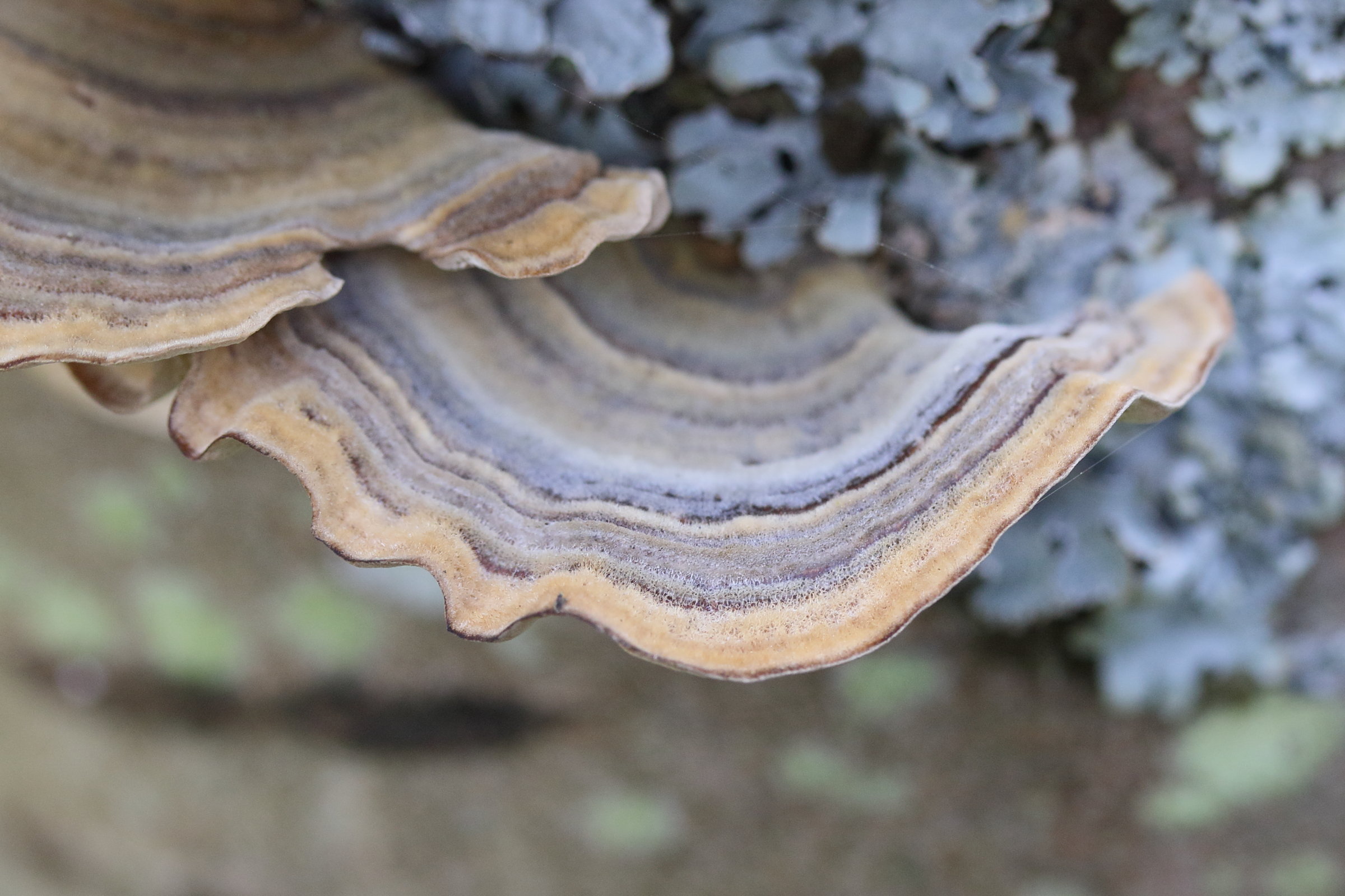 Afficher le média trametes_versicolor7md trametes_versicolor7md