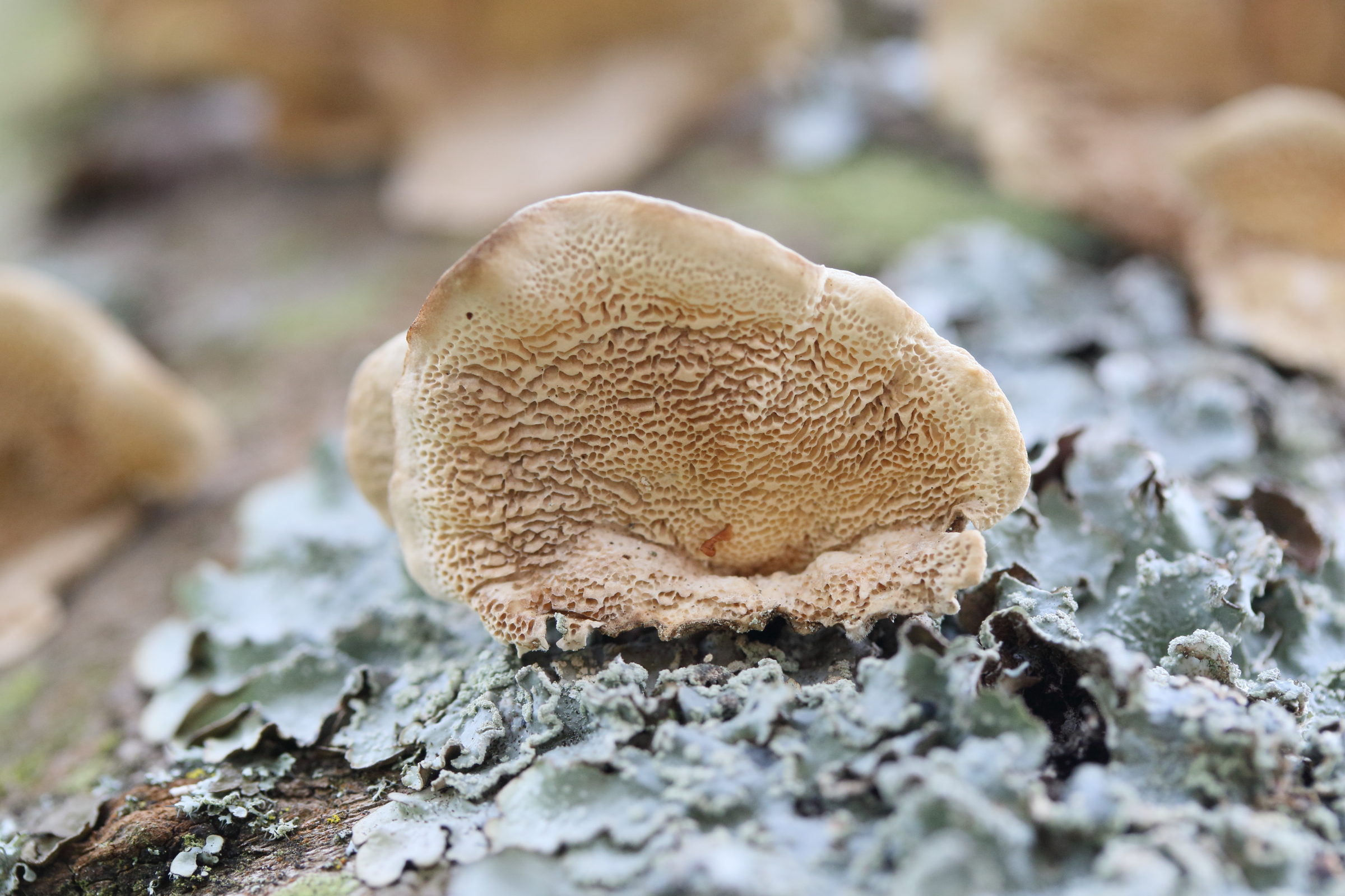 Afficher le média trametes_versicolor8md trametes_versicolor8md