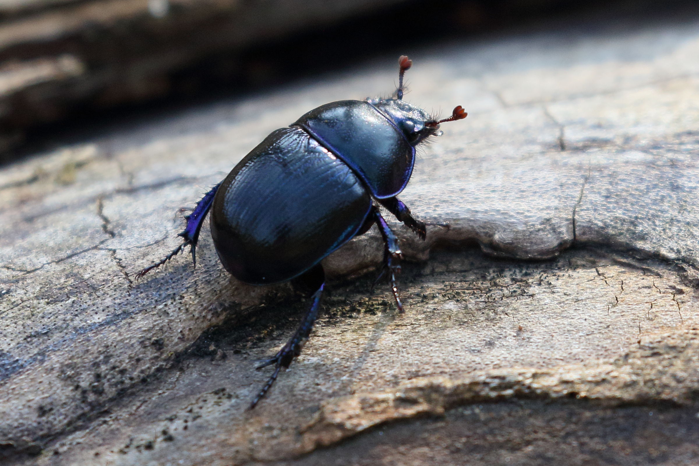 anoplotrupes_stercorosus4bd