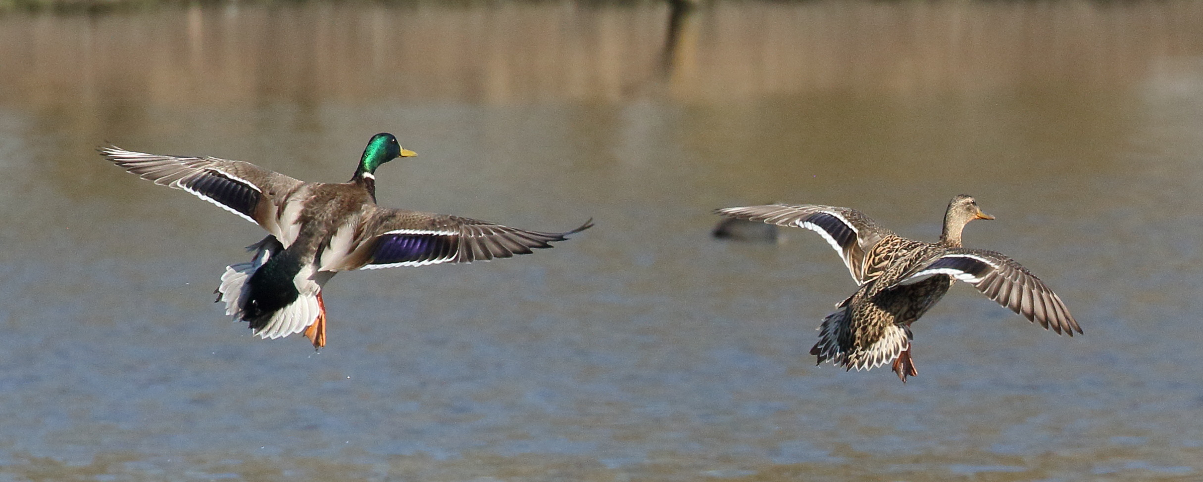 canard_colvert_-_anas_platyrhynchos10bd