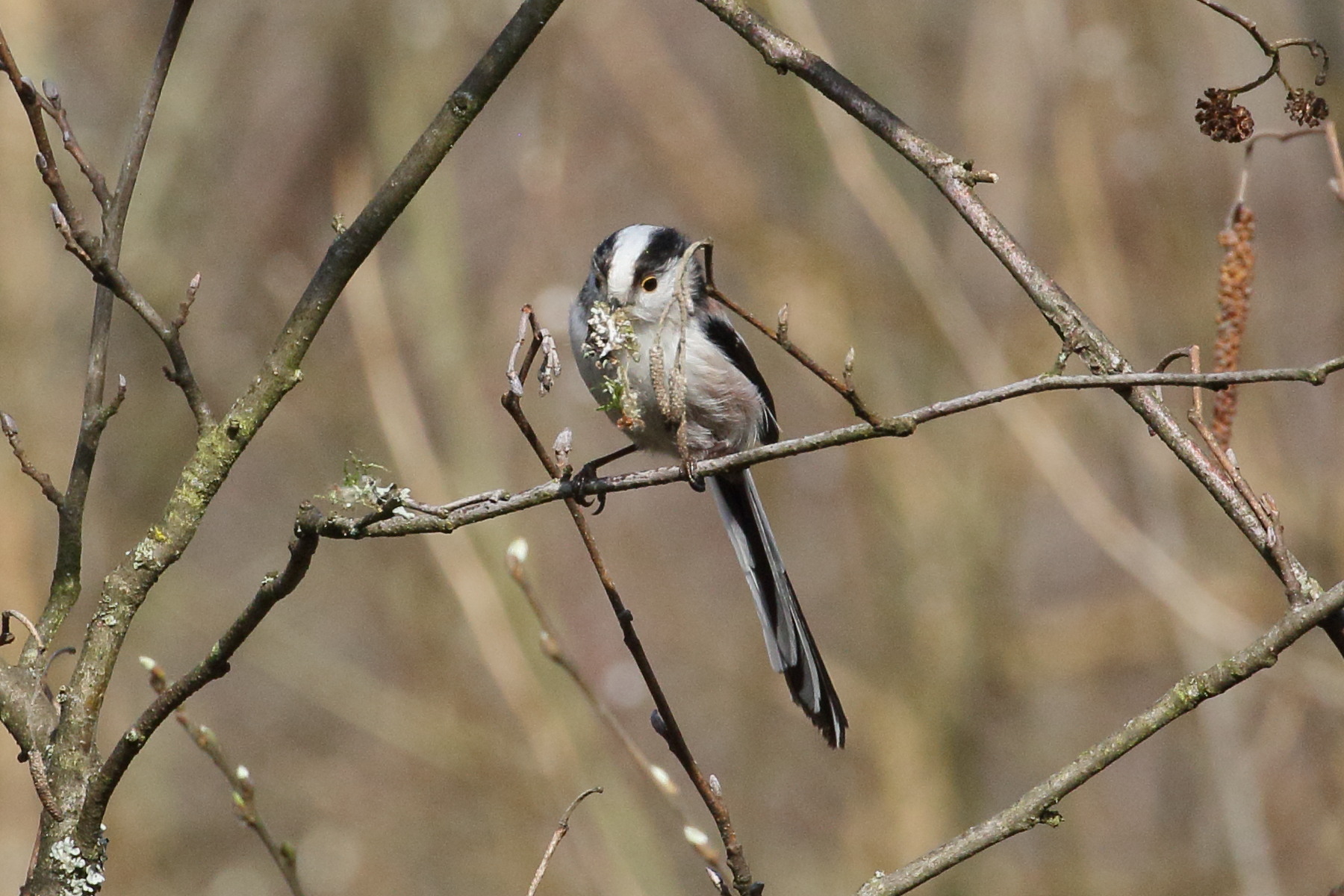 Afficher le média mesange_a_longue_queue_-_aegithalos_caudatus12bd mesange_a_longue_queue_-_aegithalos_caudatus12bd