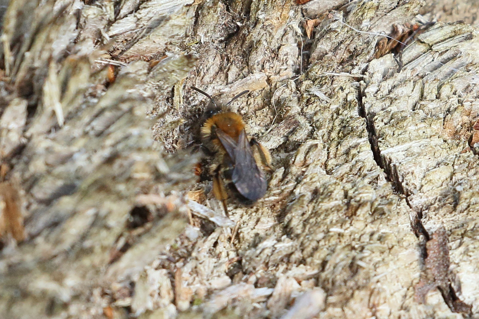 andrena_bicolor1bd