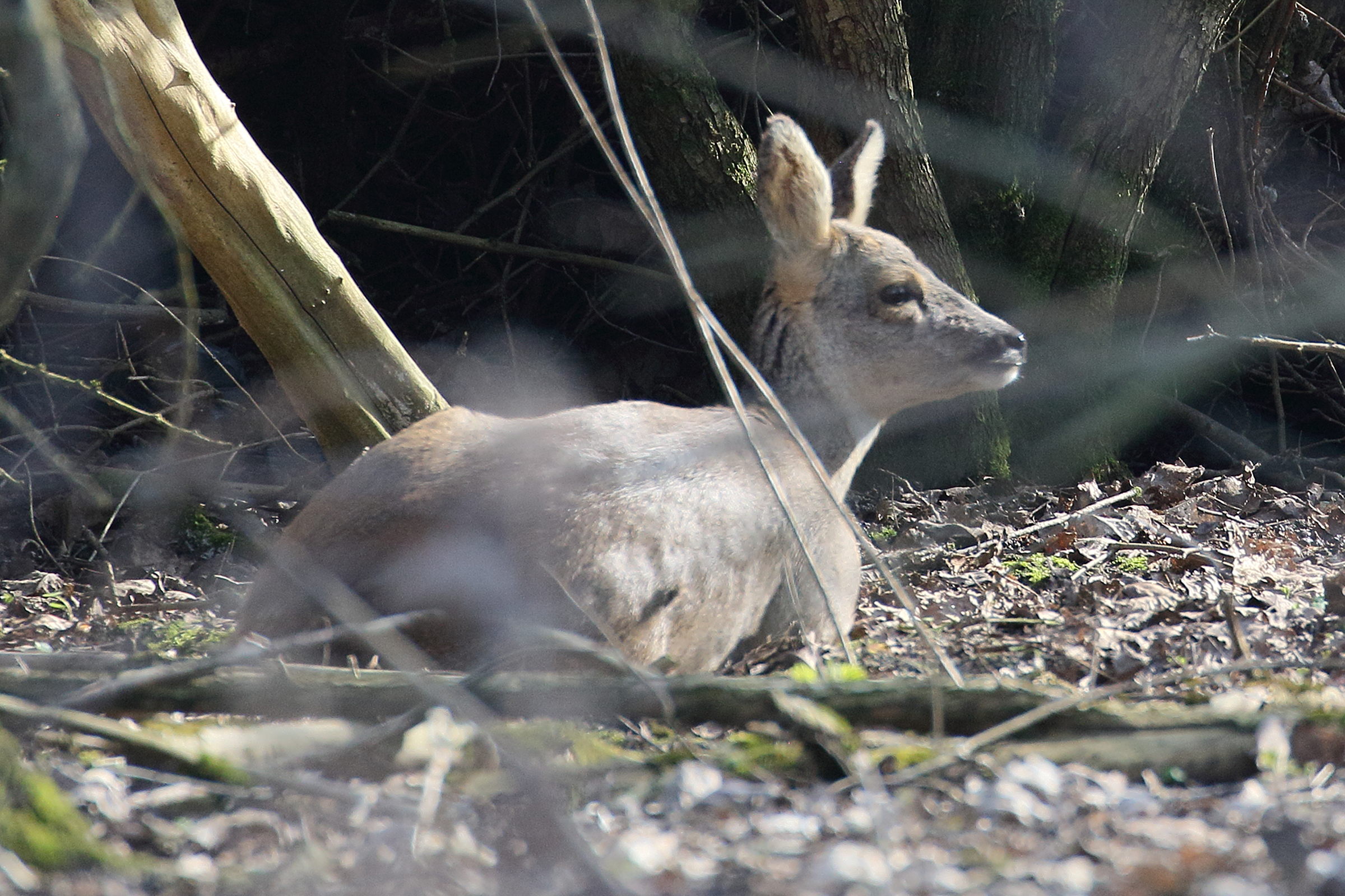capreolus_capreolus10bd