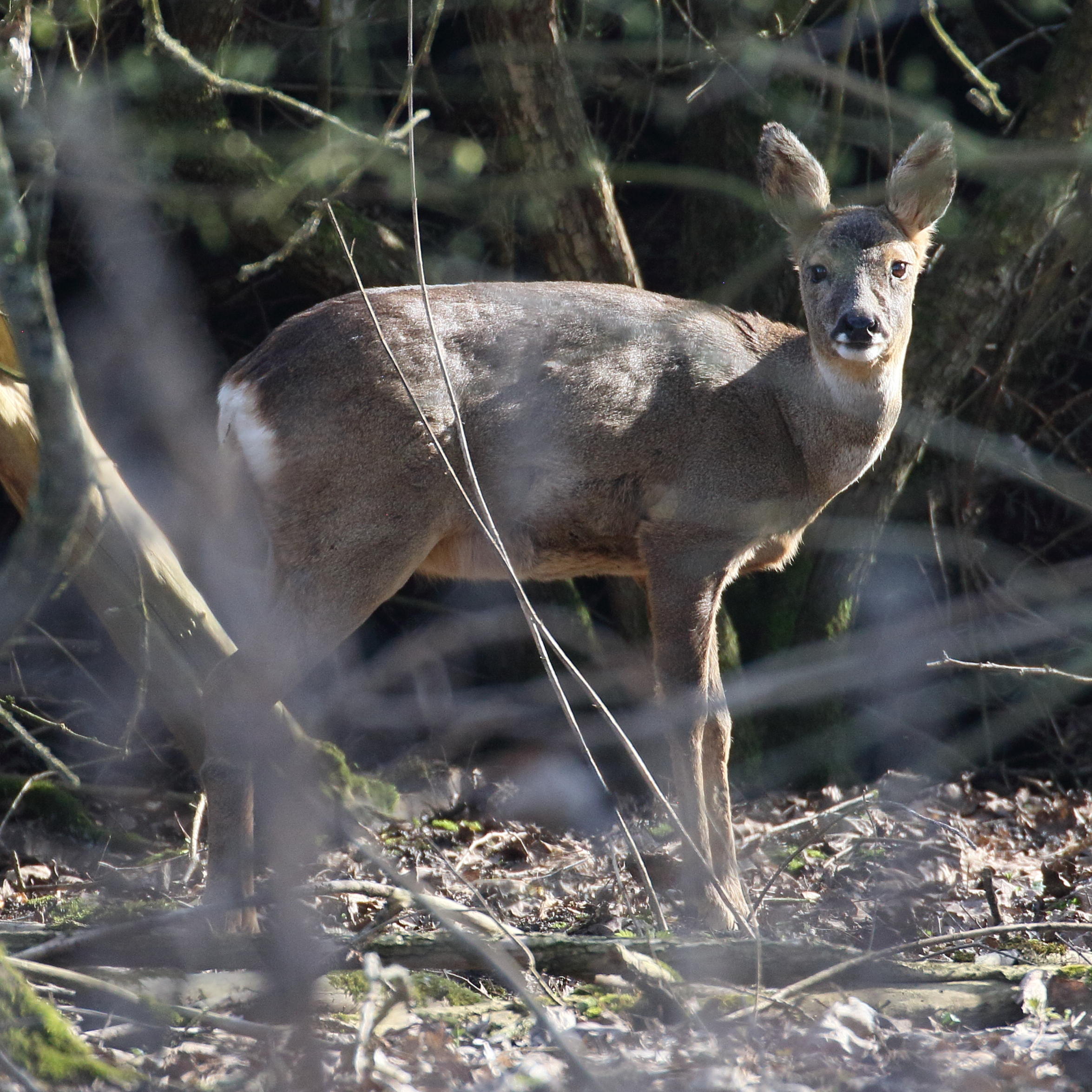 capreolus_capreolus11bd