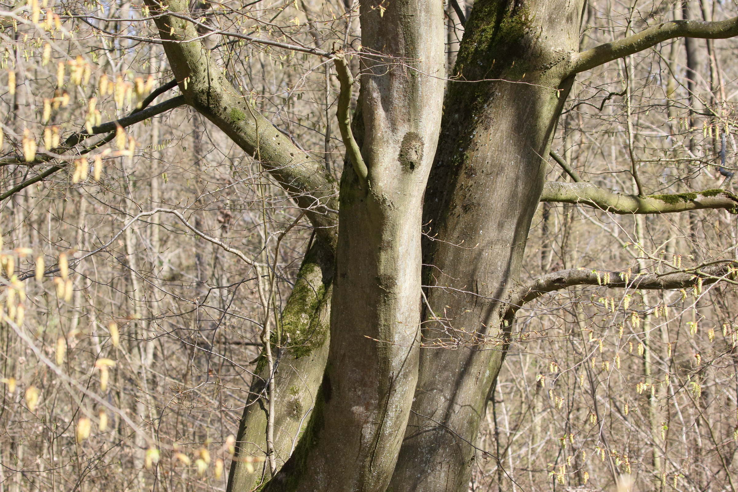 carpinus_betulus10bd