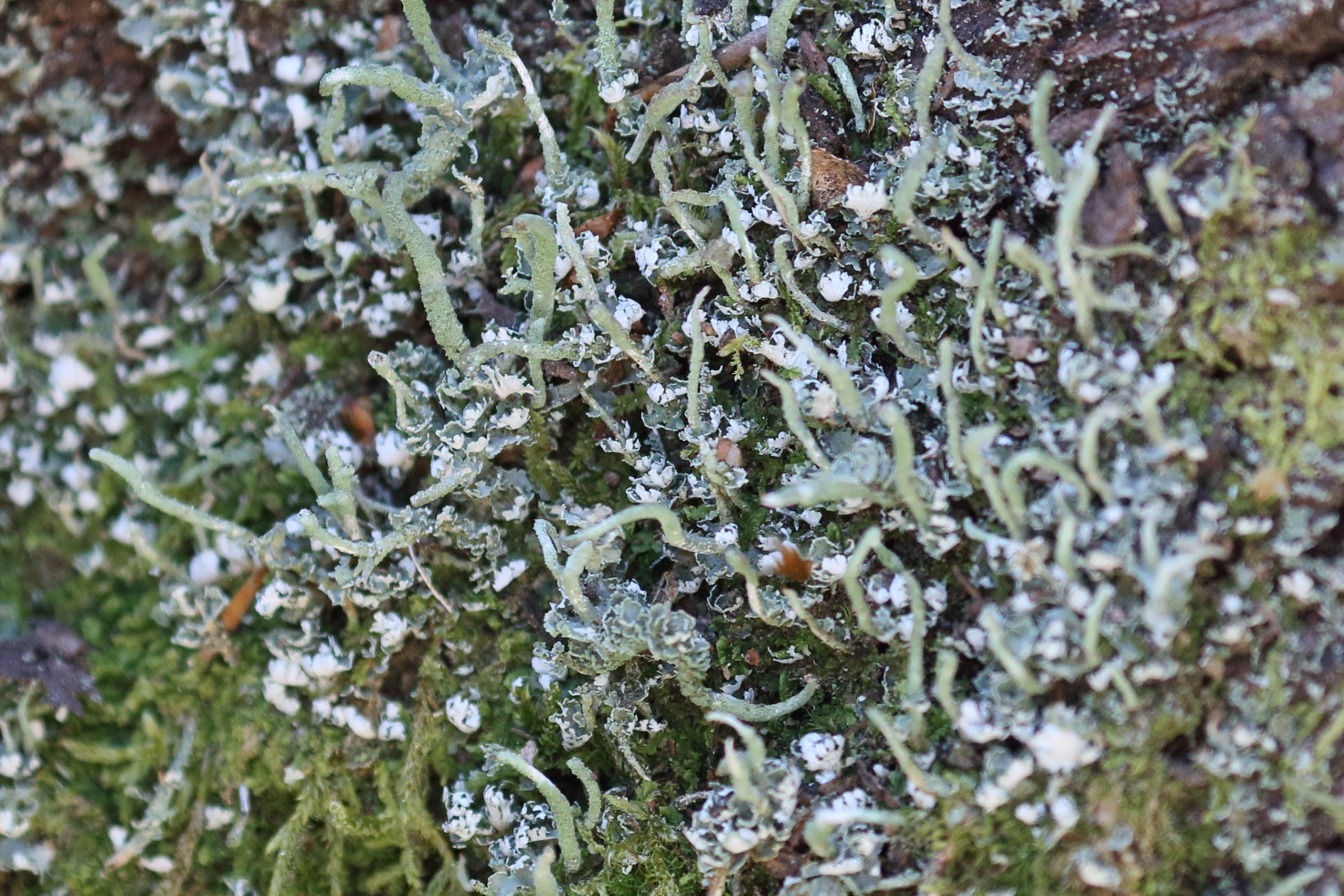 cladonia_coniocraea2bd