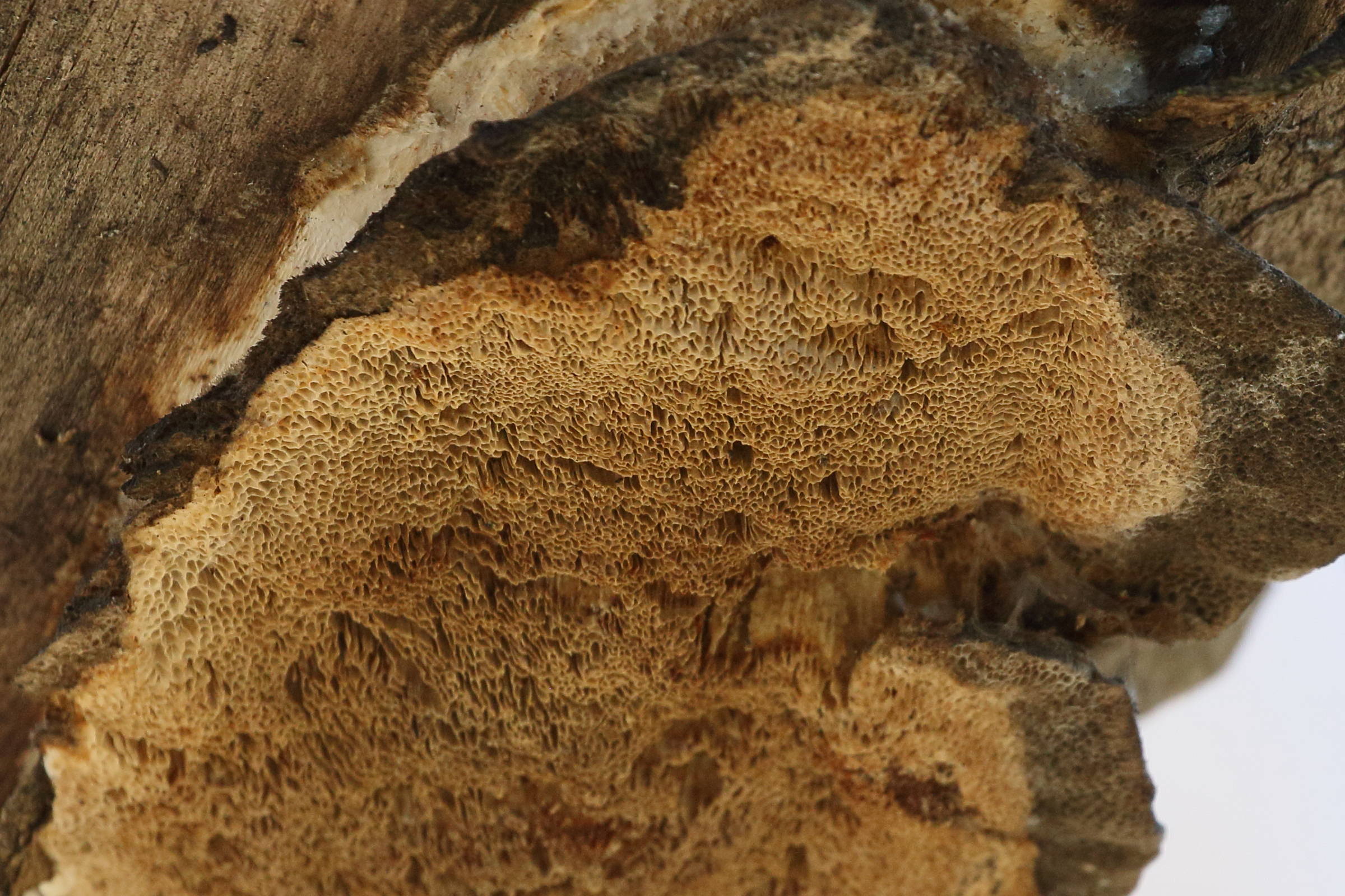 Afficher le média funalia_trogii2bd funalia_trogii2bd