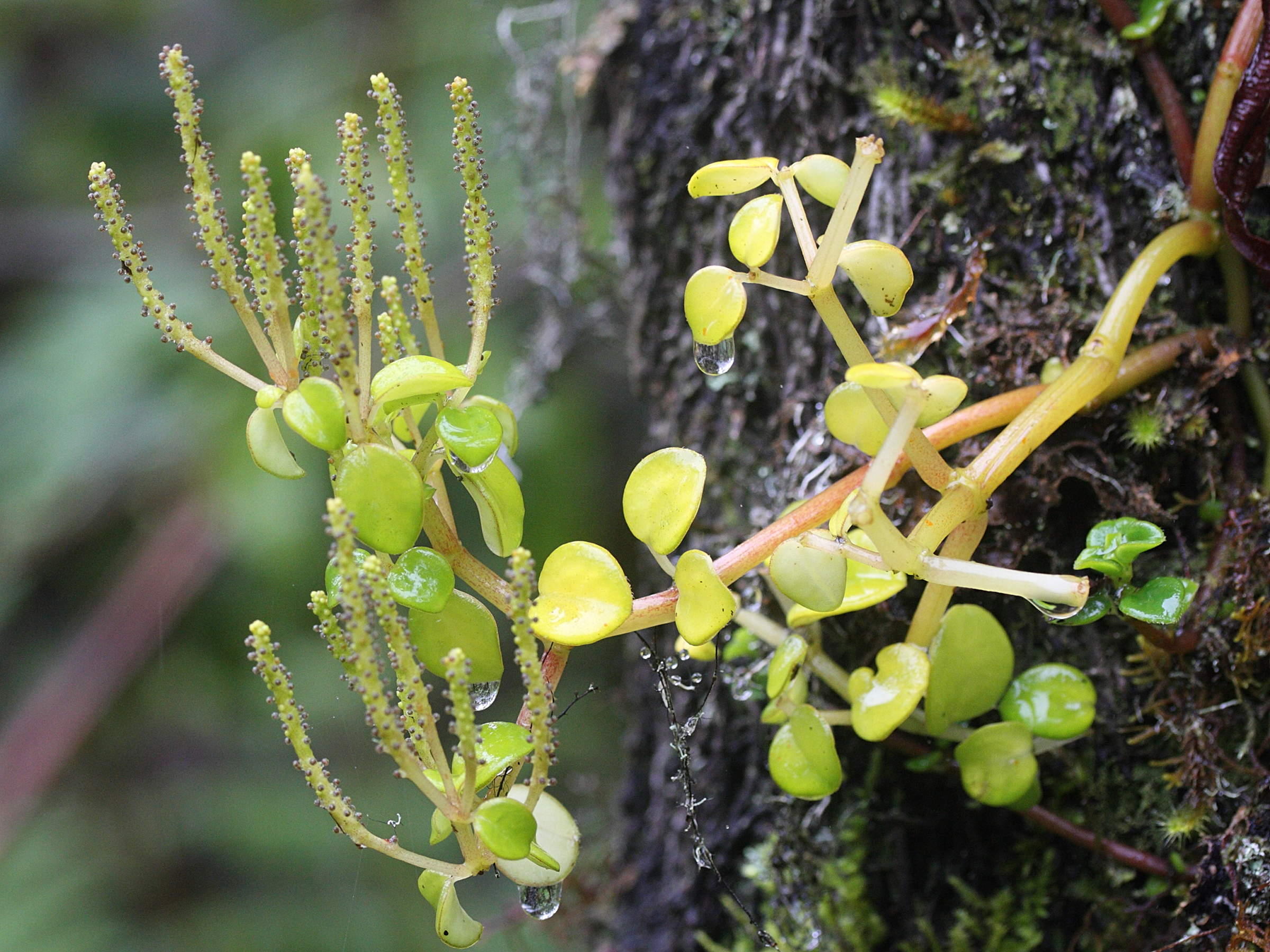 peperomia_rotundifolia2md