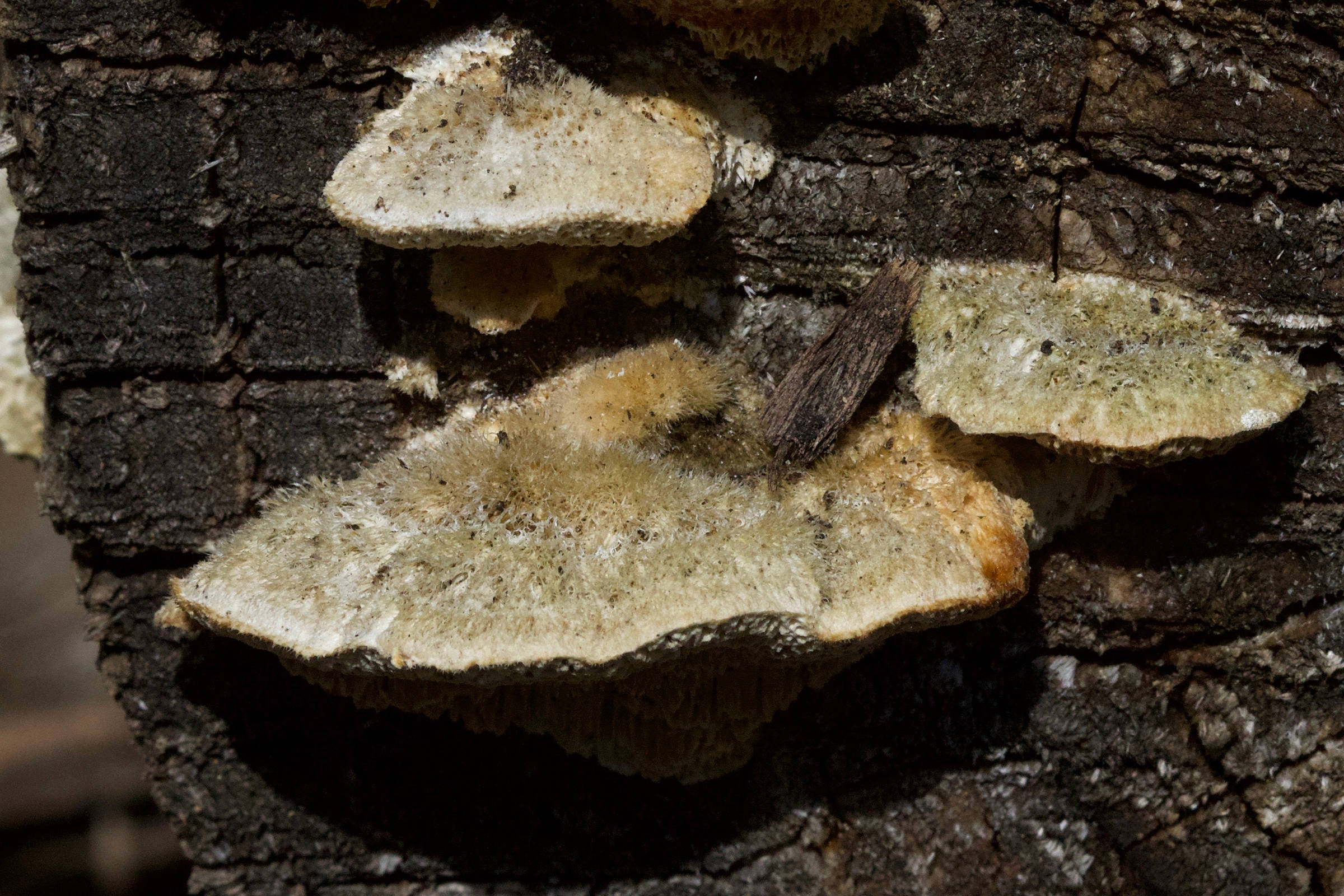 Afficher le média funalia_trogii3md funalia_trogii3md