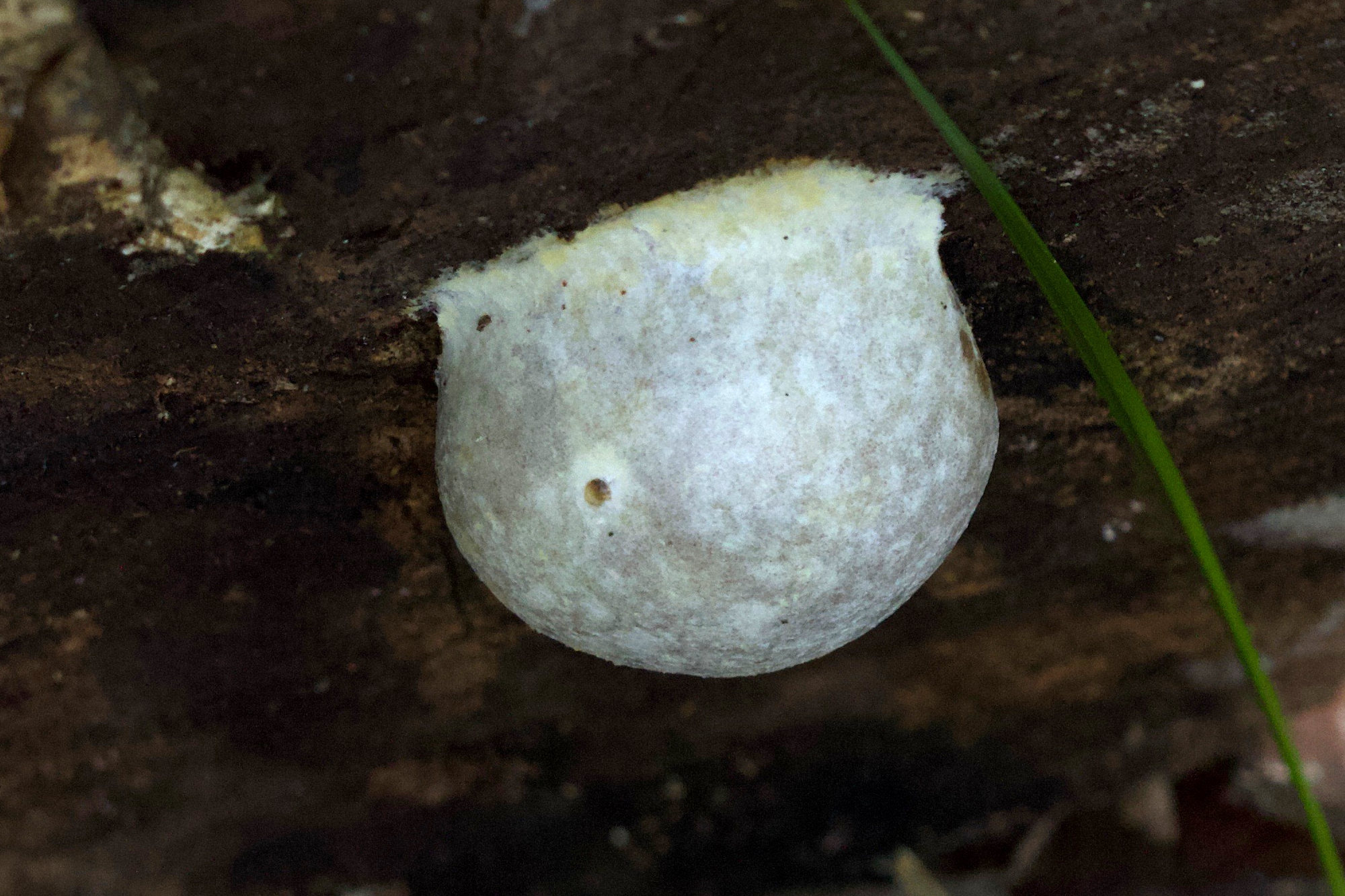 Afficher le média reticularia_lycoperdon1md reticularia_lycoperdon1md