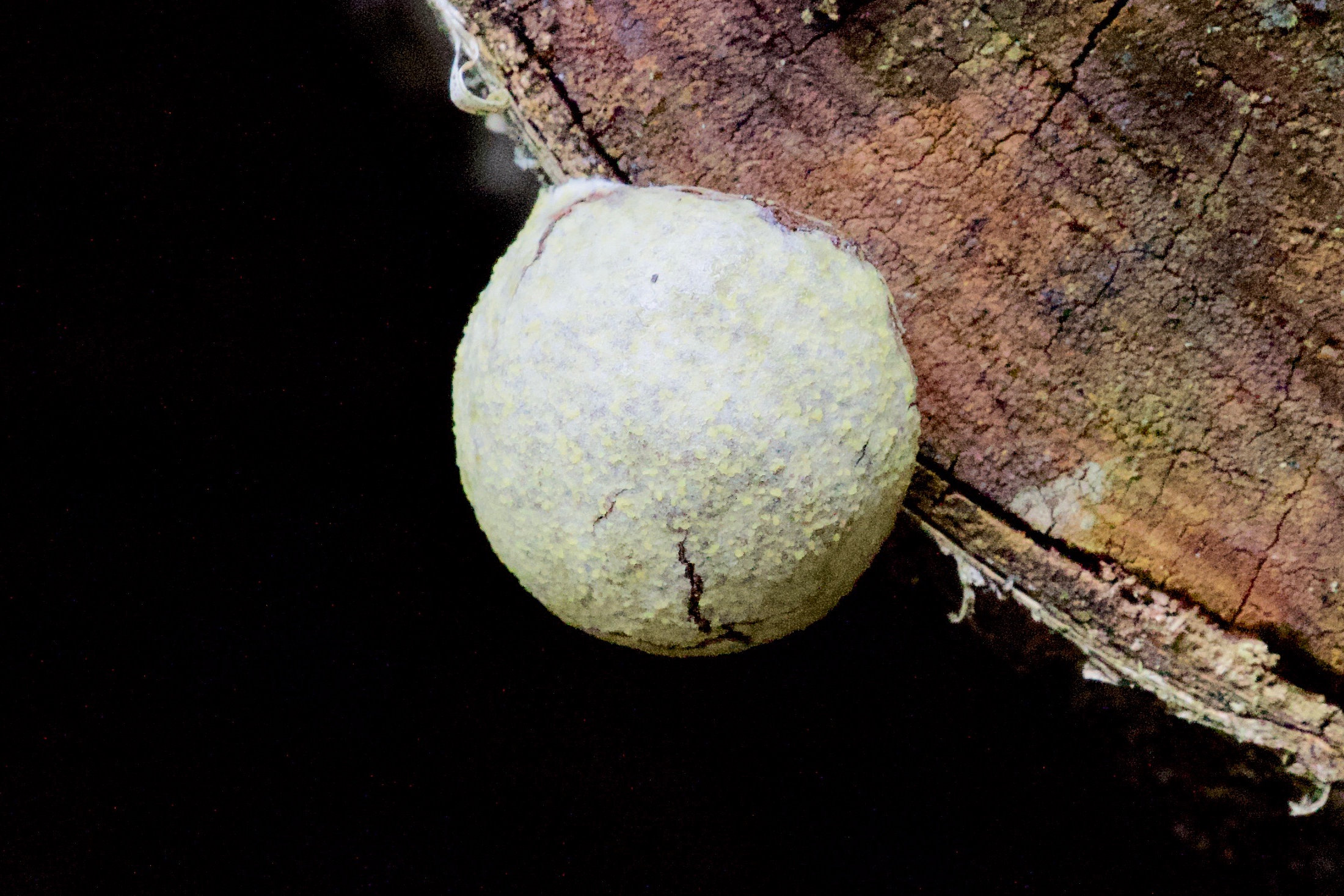 Afficher le média reticularia_lycoperdon2bd reticularia_lycoperdon2bd