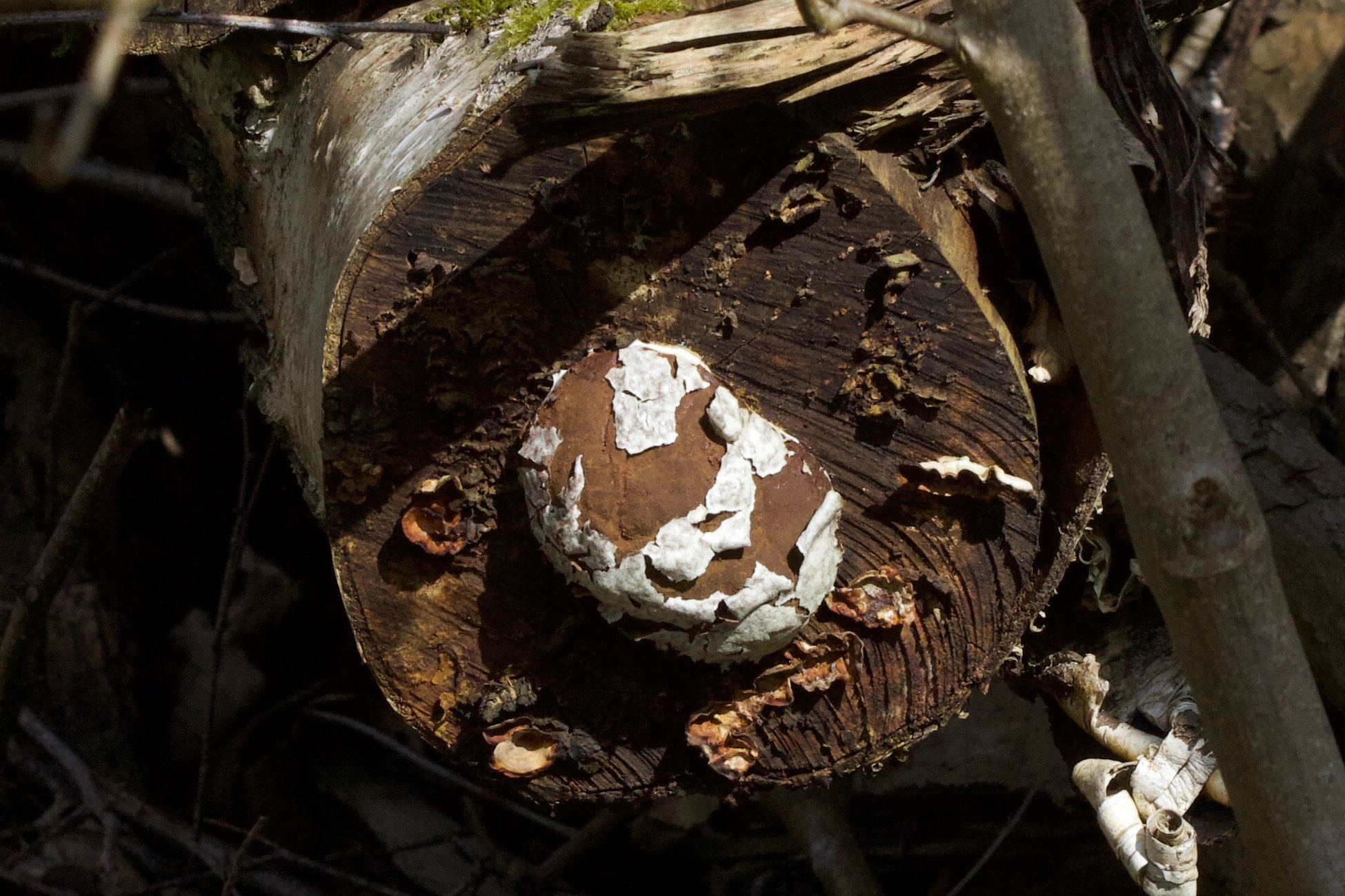 Afficher le média reticularia_lycoperdon3md reticularia_lycoperdon3md