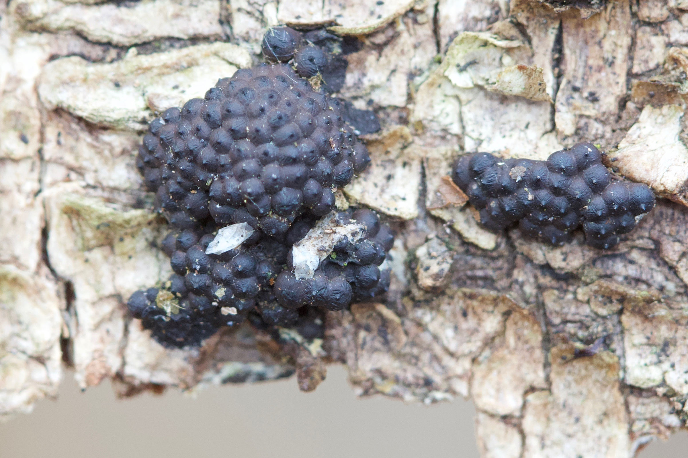 Afficher le média annulohypoxylon_multiforme1md annulohypoxylon_multiforme1md